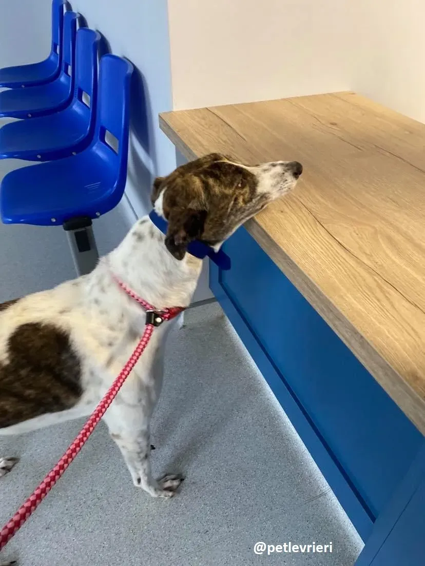 hanna adozione greyhound 1