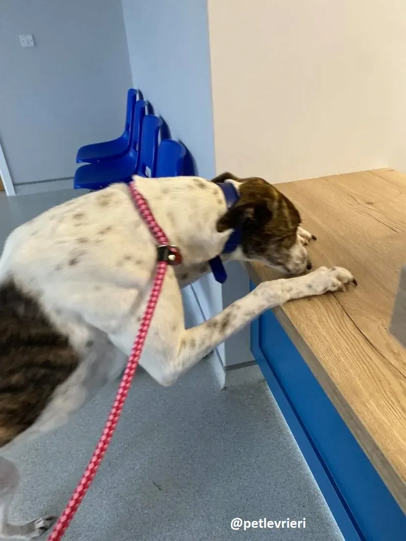 hanna adozione greyhound 2