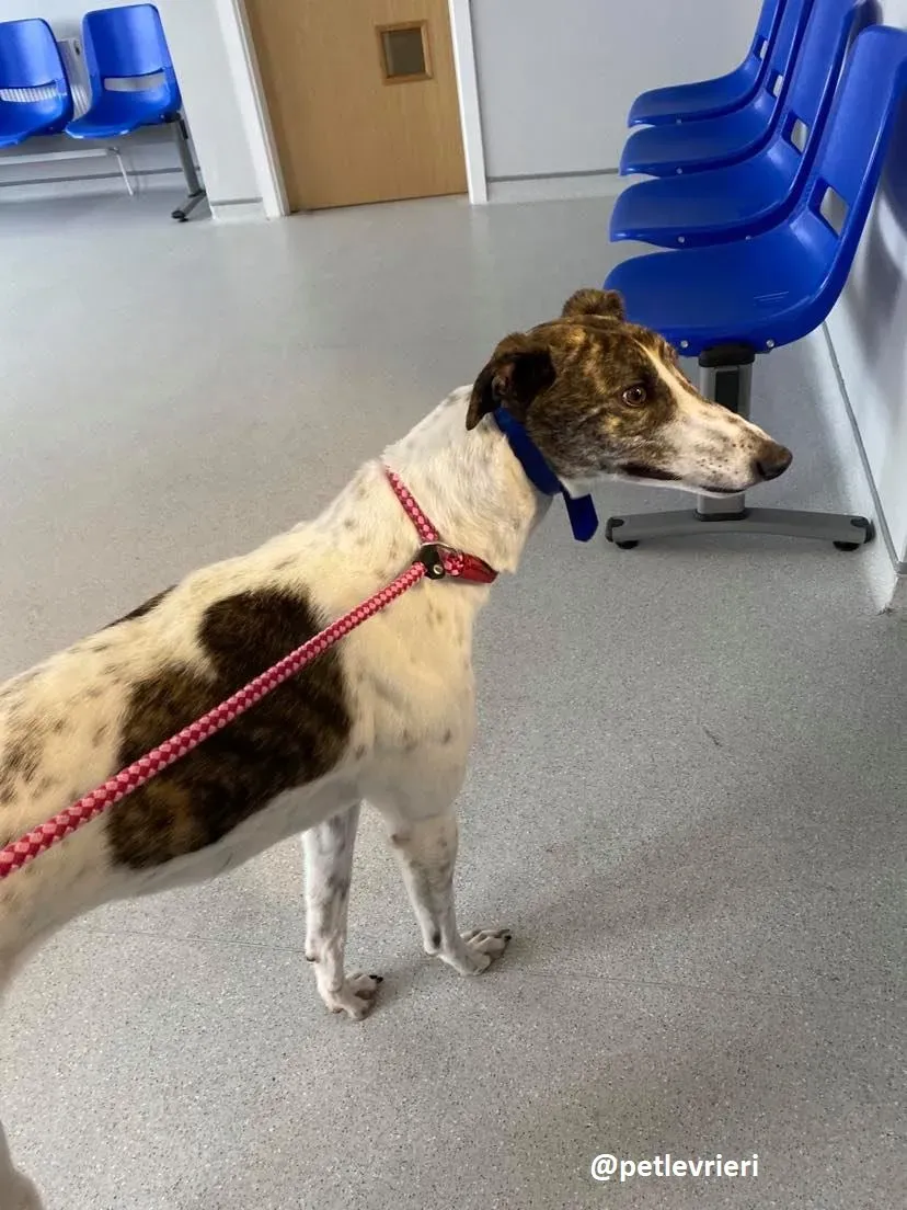 hanna adozione greyhound