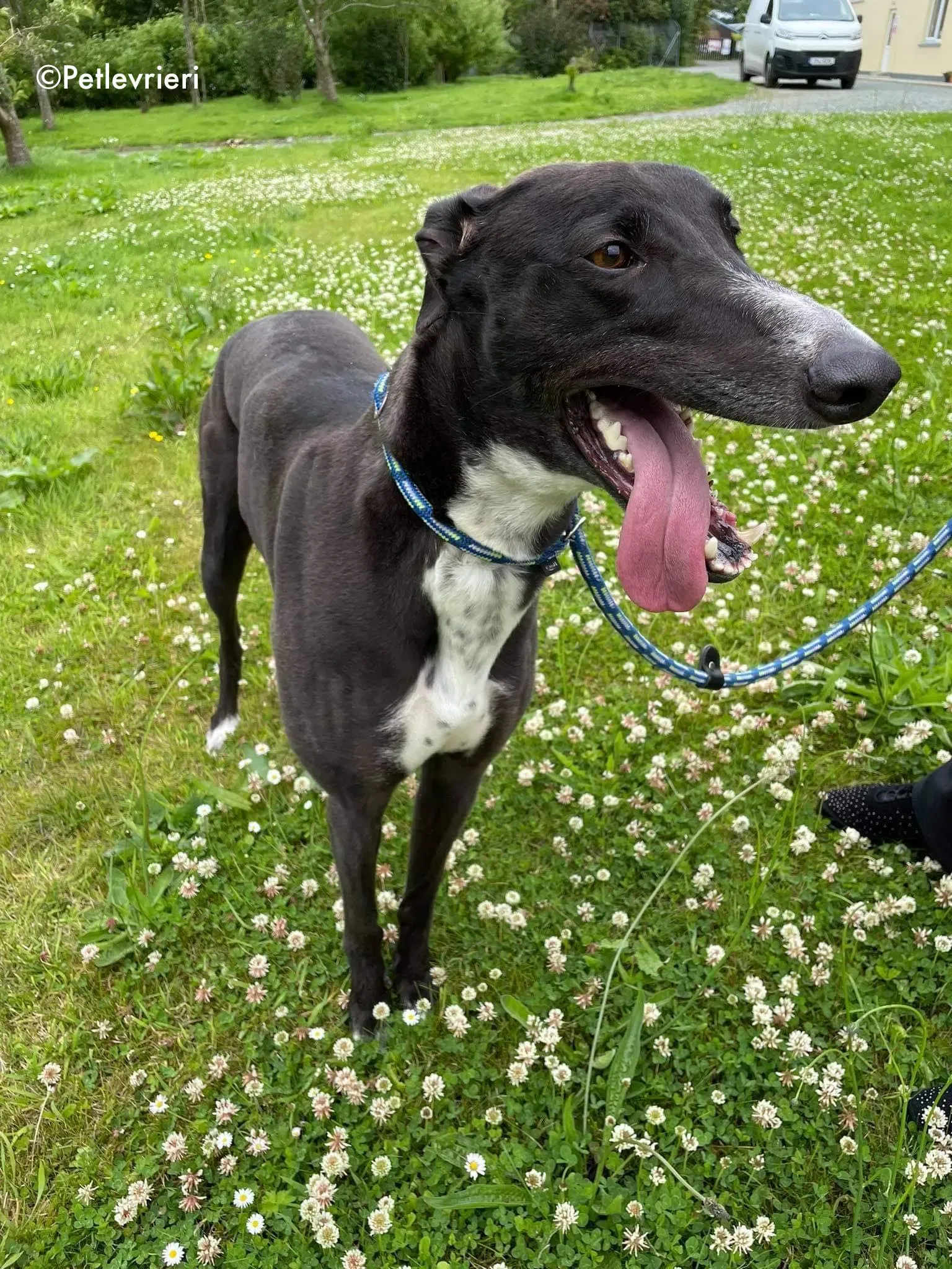 hannah adozione levrieri greyhound 10