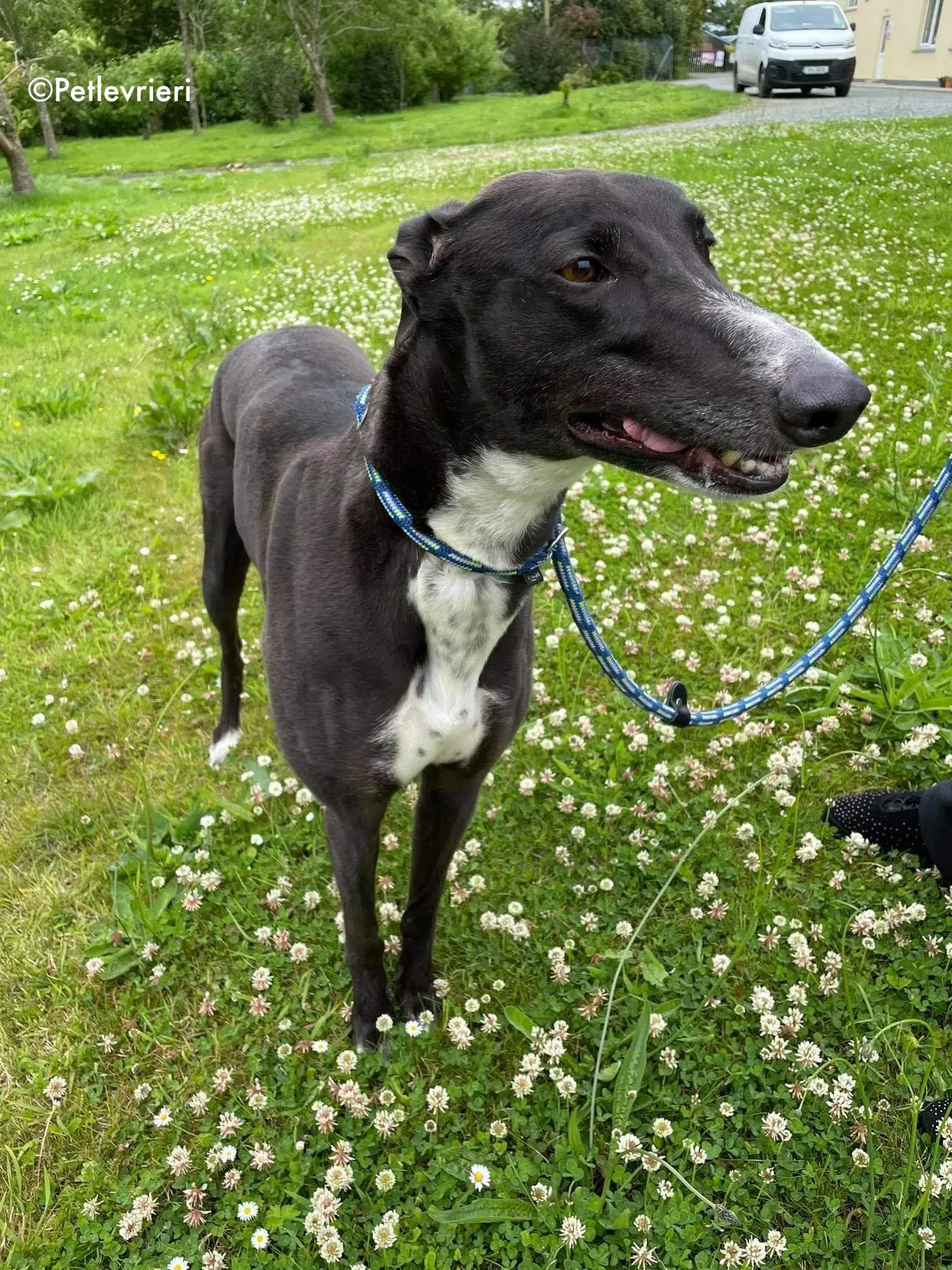 hannah adozione levrieri greyhound 11