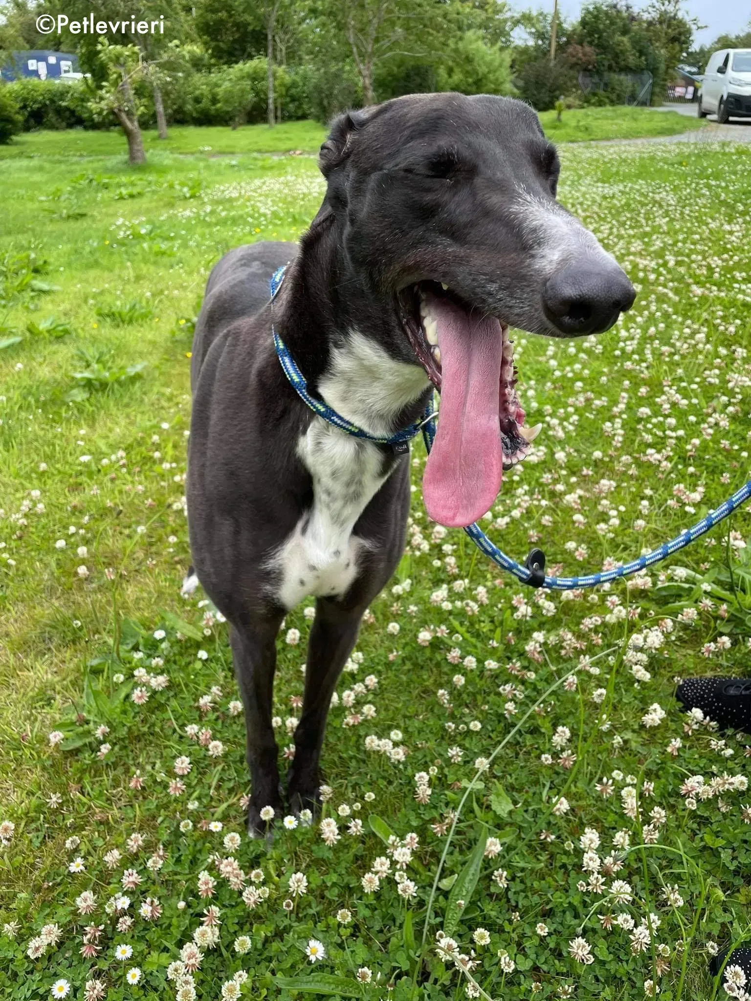 hannah adozione levrieri greyhound 12