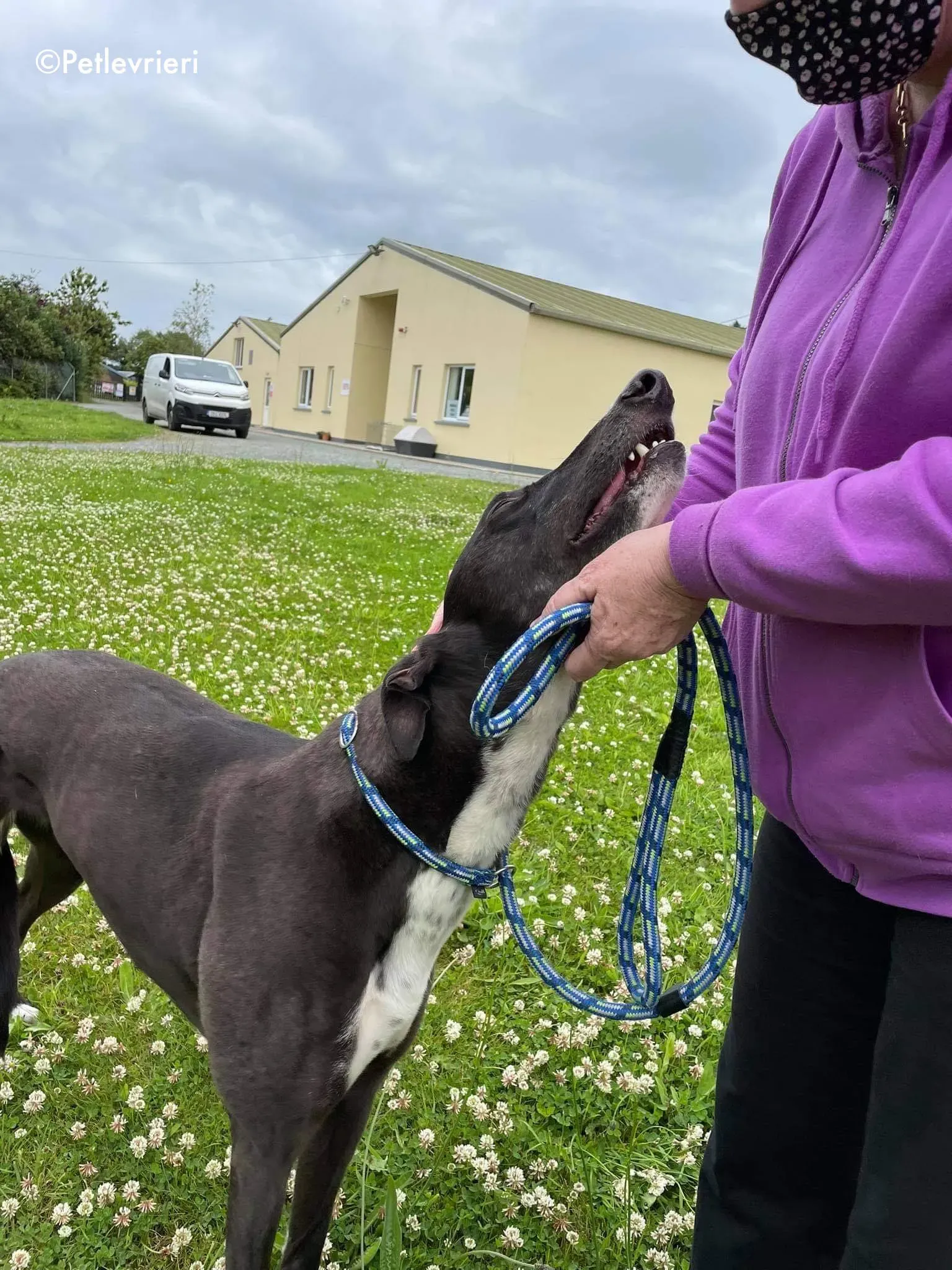 hannah adozione levrieri greyhound 13