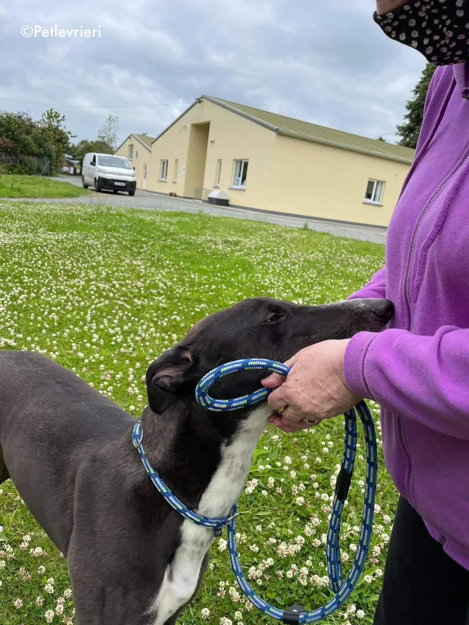 hannah adozione levrieri greyhound 14