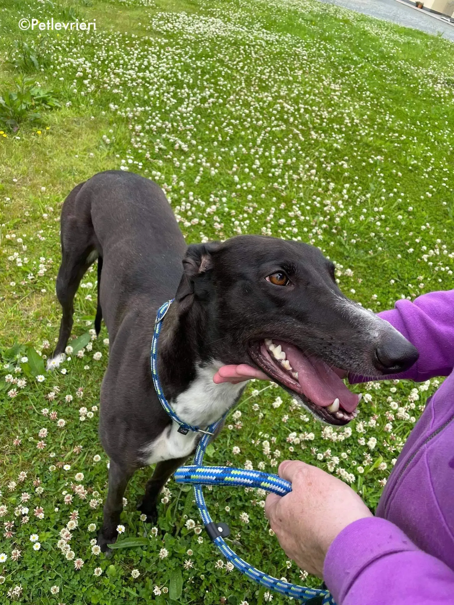 hannah adozione levrieri greyhound 15