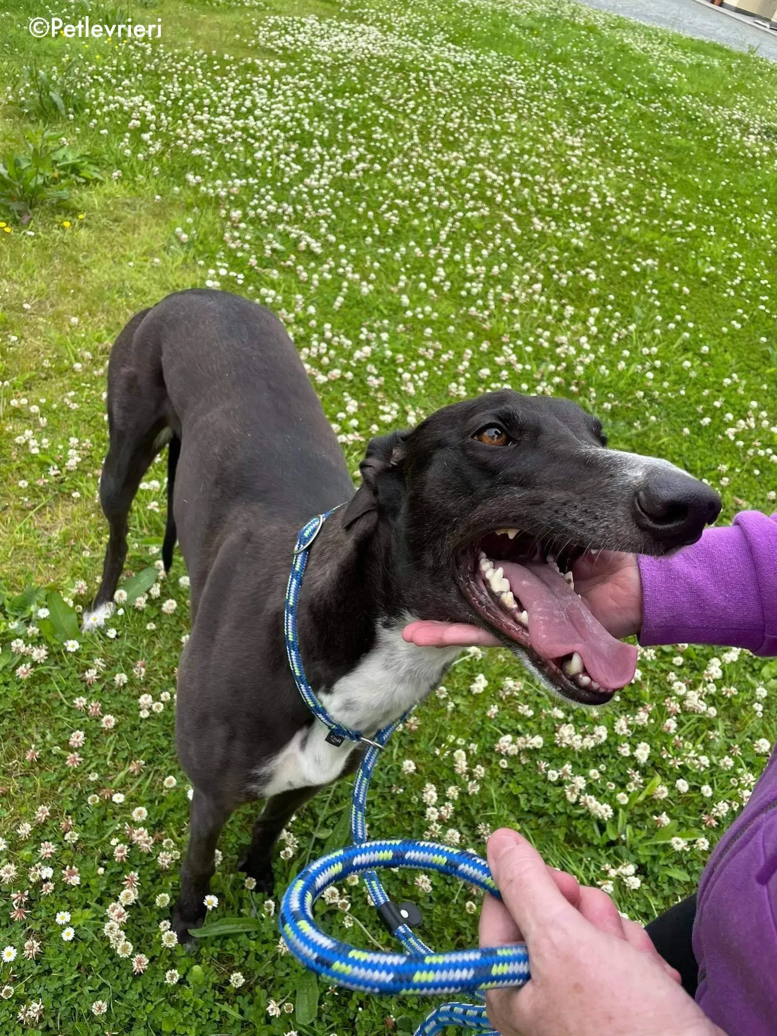 hannah adozione levrieri greyhound 16