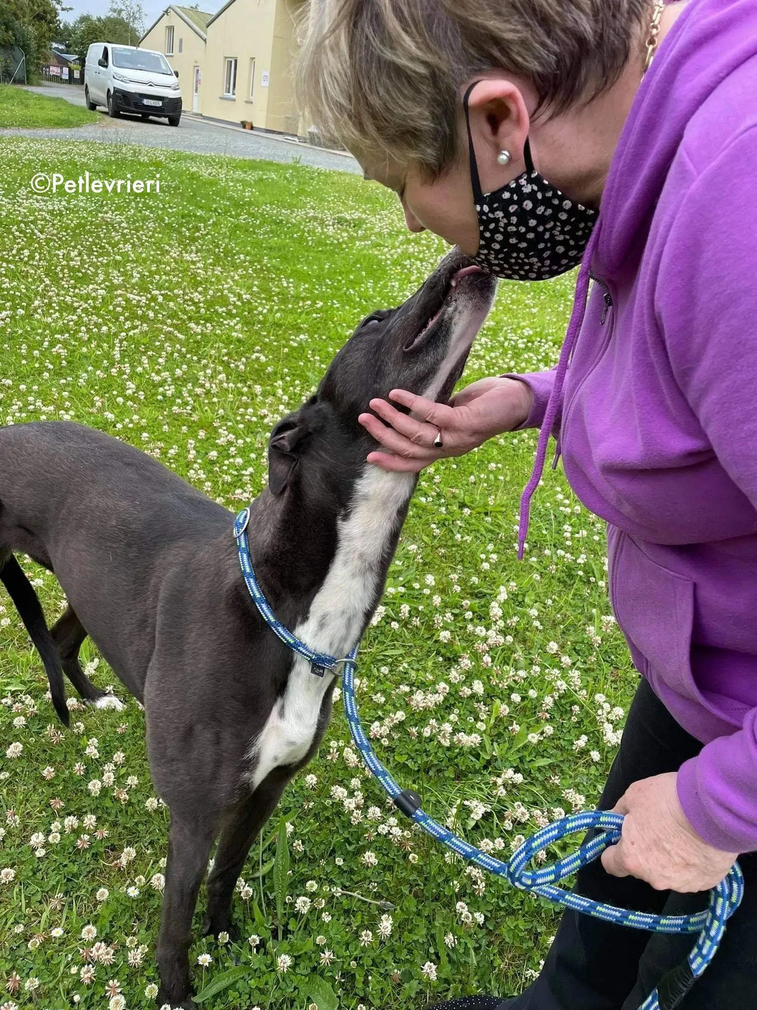 hannah adozione levrieri greyhound 17