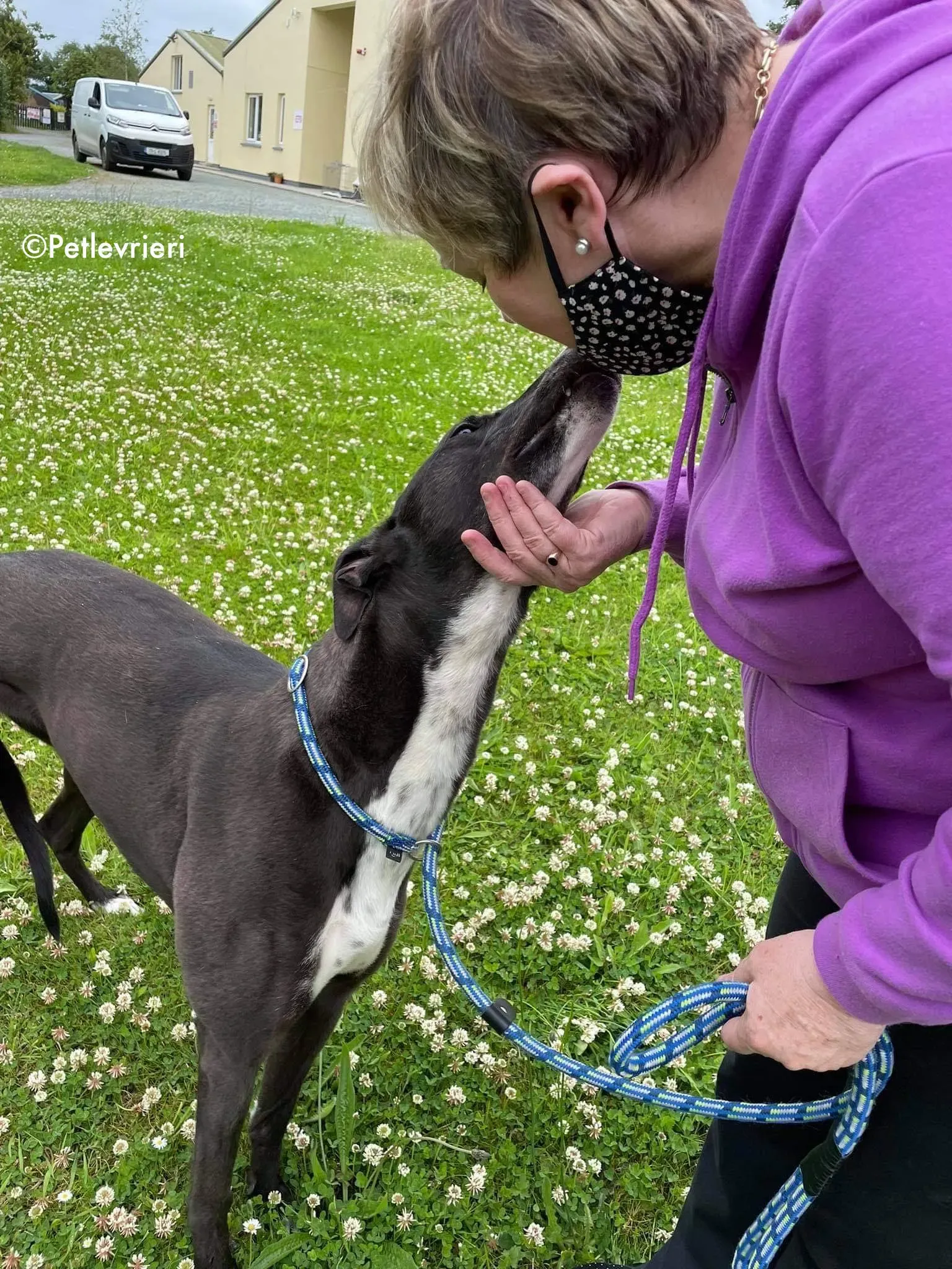 hannah adozione levrieri greyhound 18