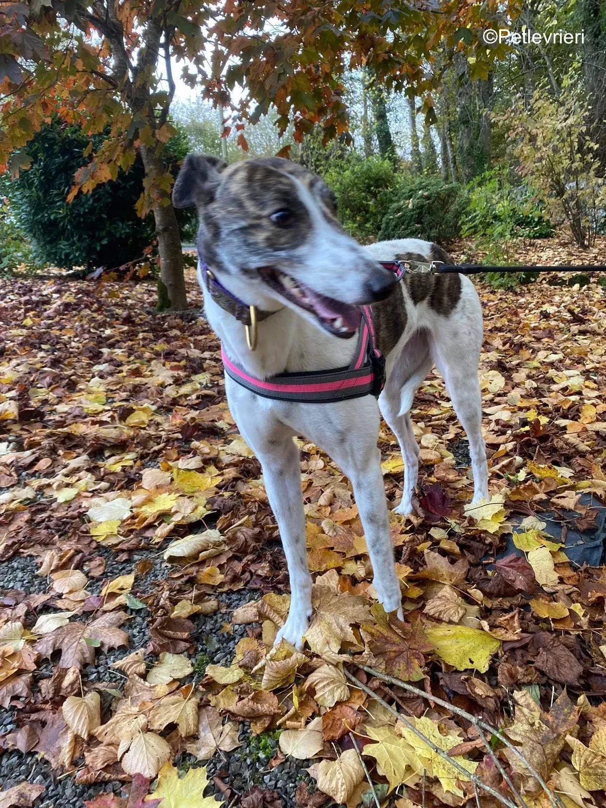 hannah adozione levrieri greyhound 1