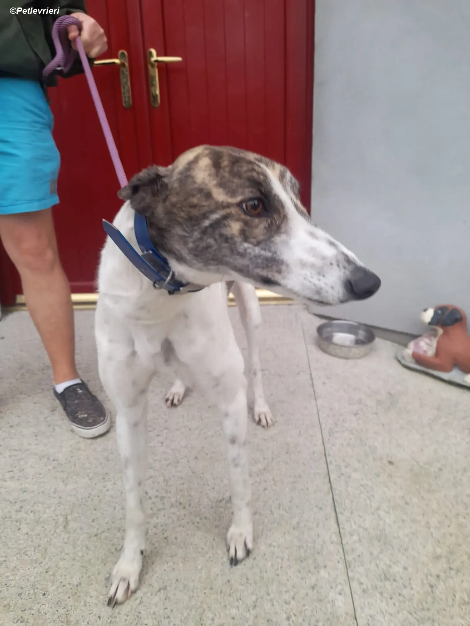 hannah adozione levrieri greyhound 2