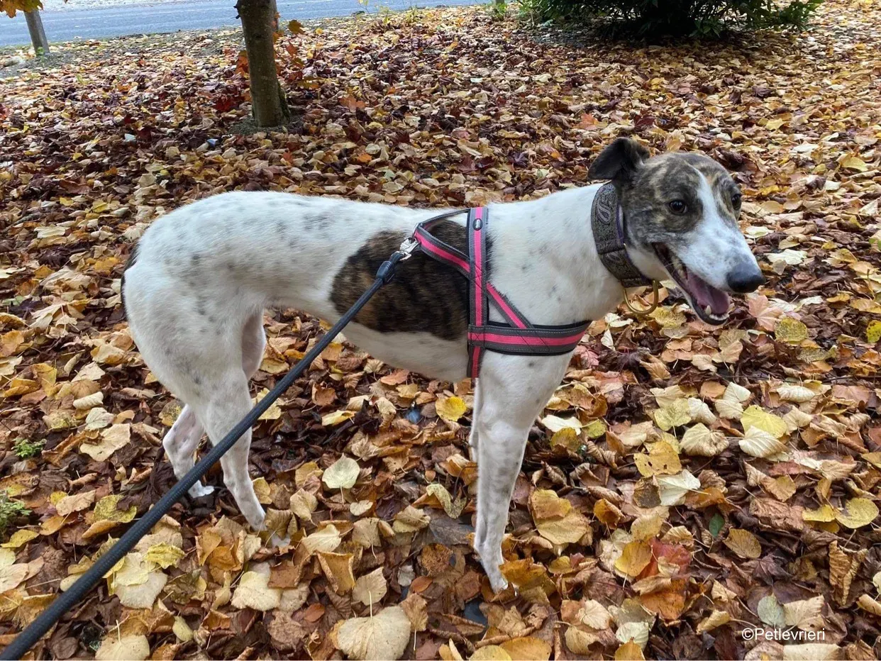 hannah adozione levrieri greyhound 2