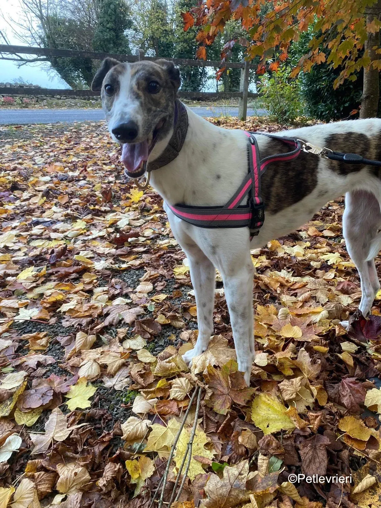 hannah adozione levrieri greyhound 3