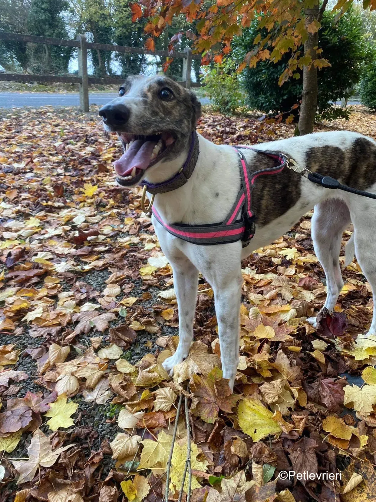 hannah adozione levrieri greyhound 4