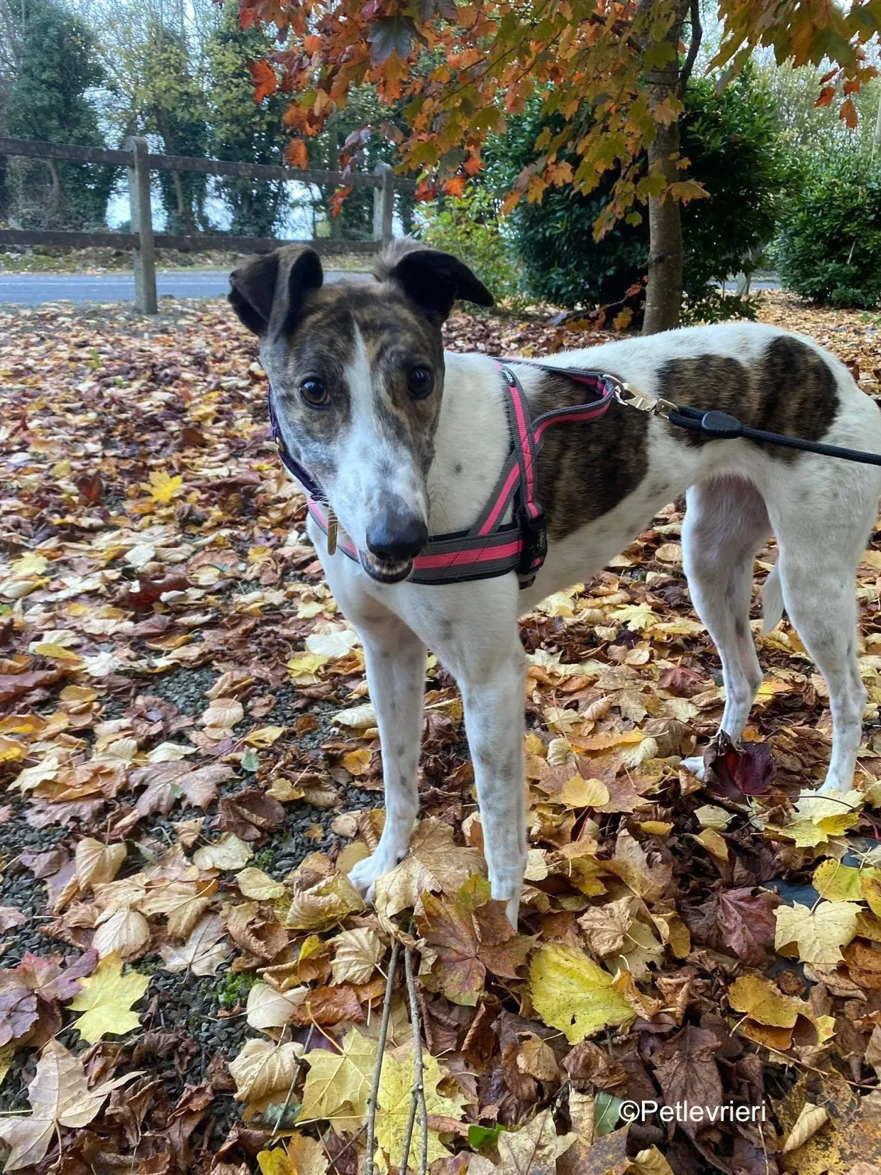 hannah adozione levrieri greyhound 5