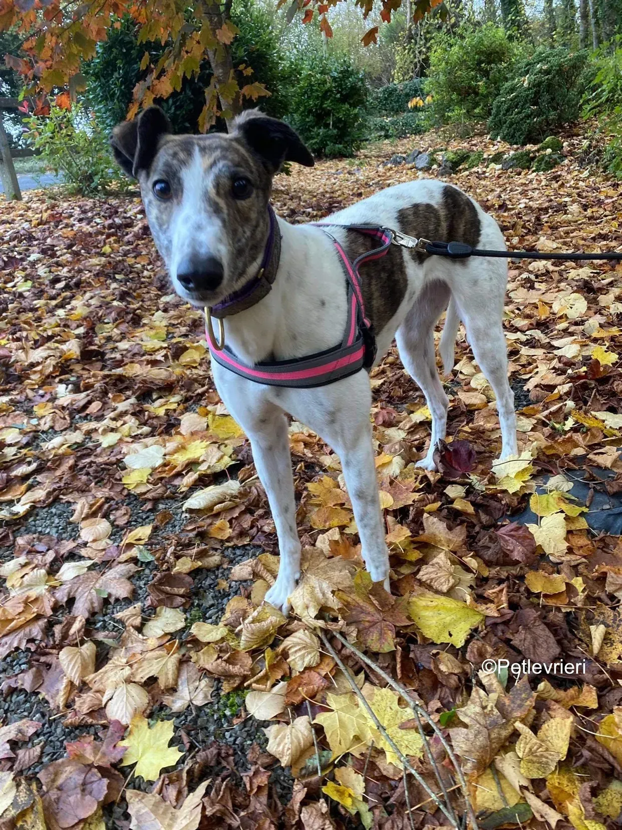 hannah adozione levrieri greyhound 6