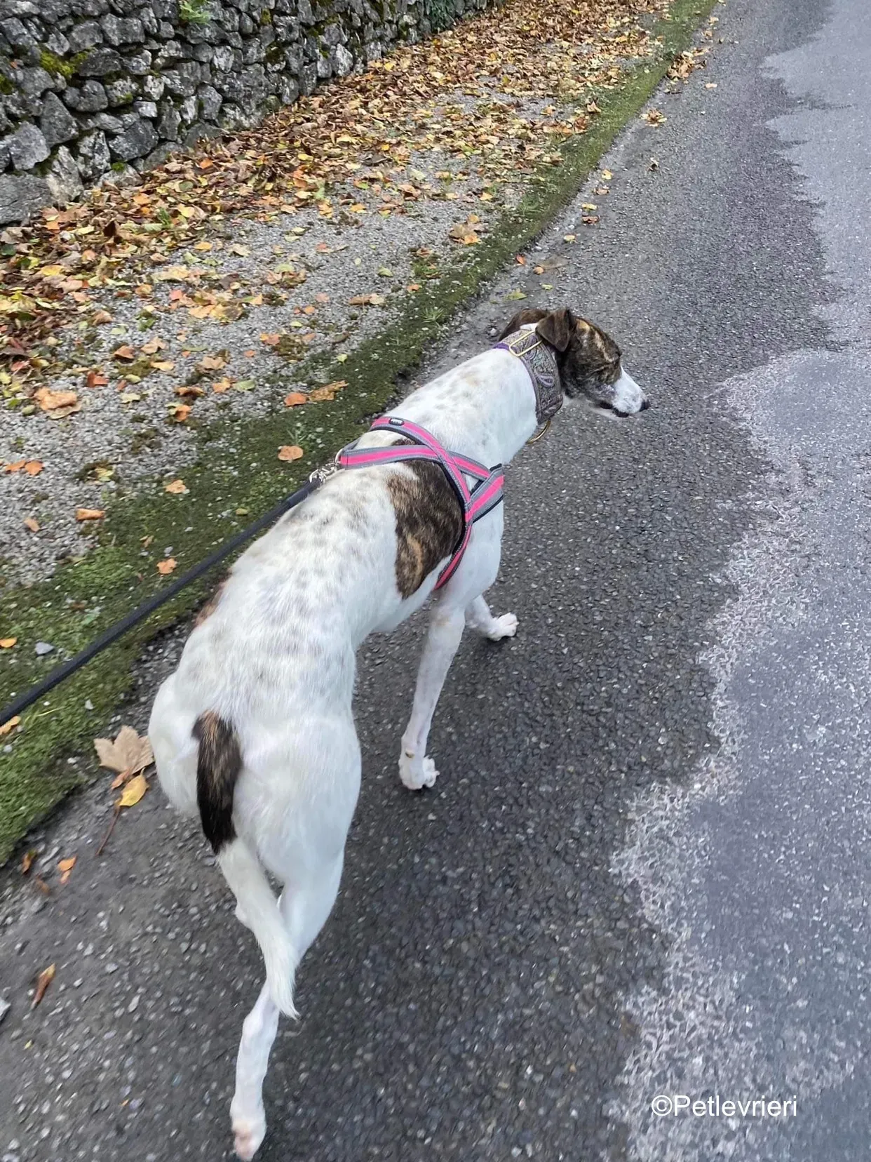 hannah adozione levrieri greyhound 7