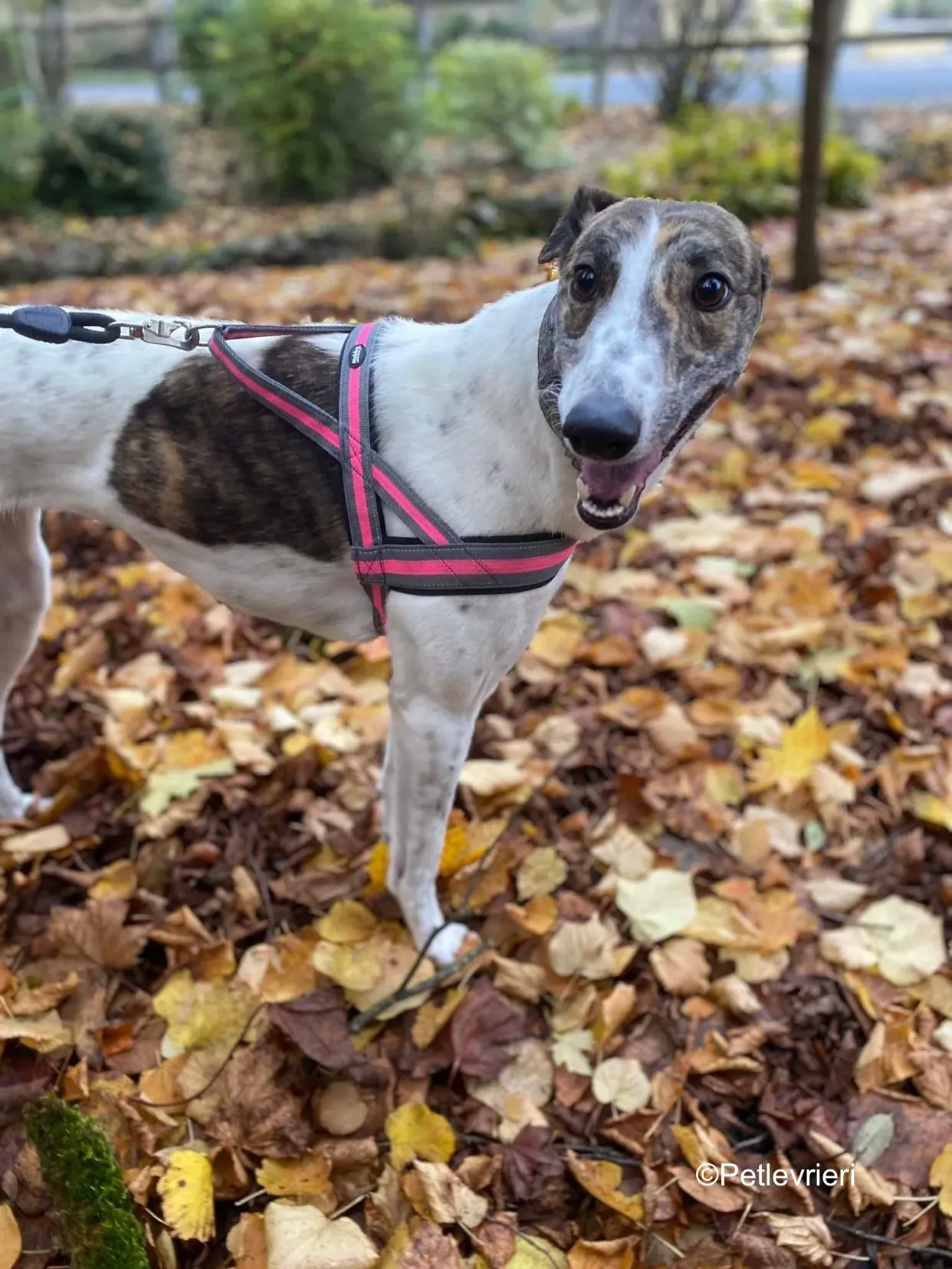 hannah adozione levrieri greyhound 8