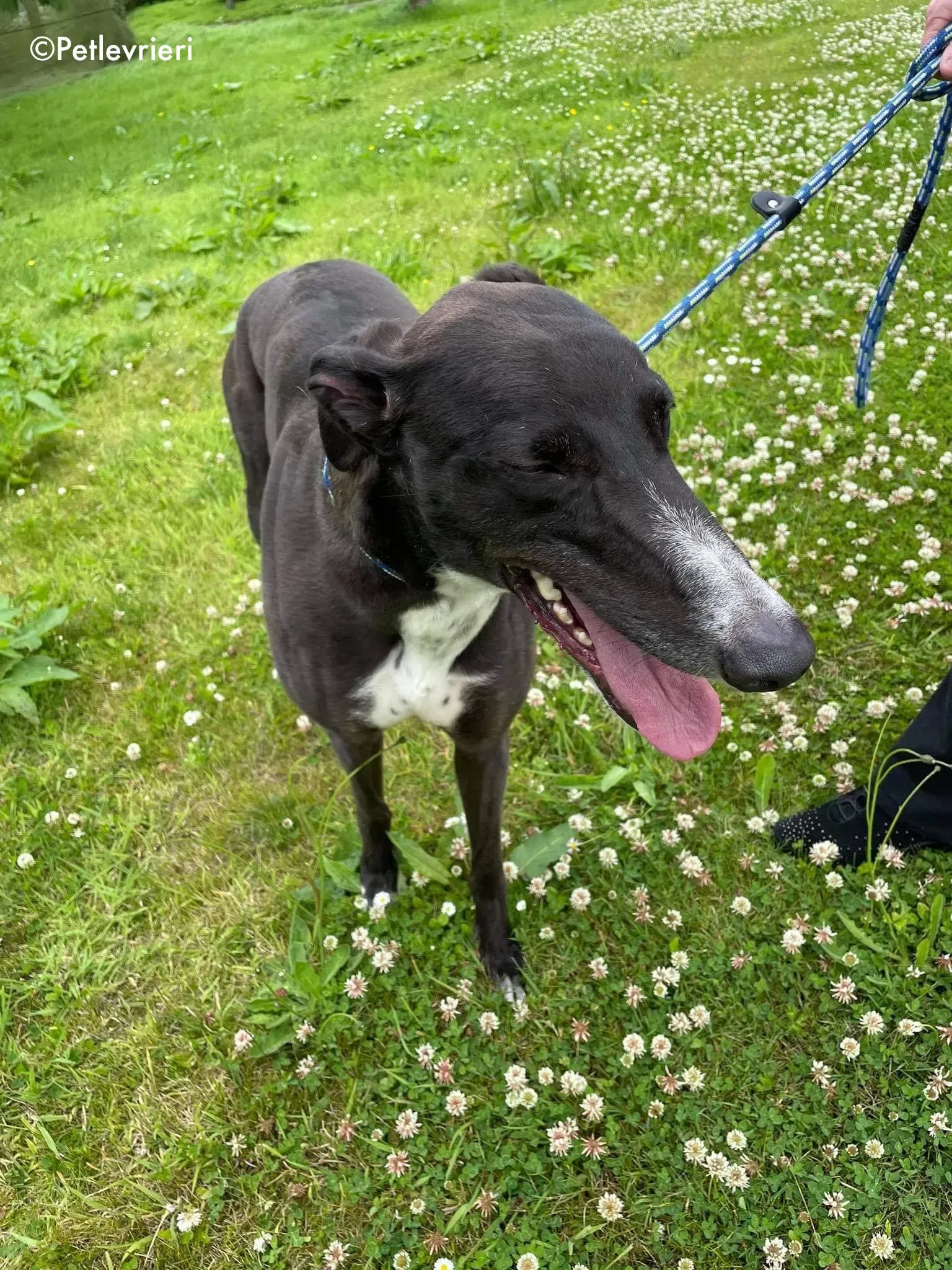 hannah adozione levrieri greyhound 3