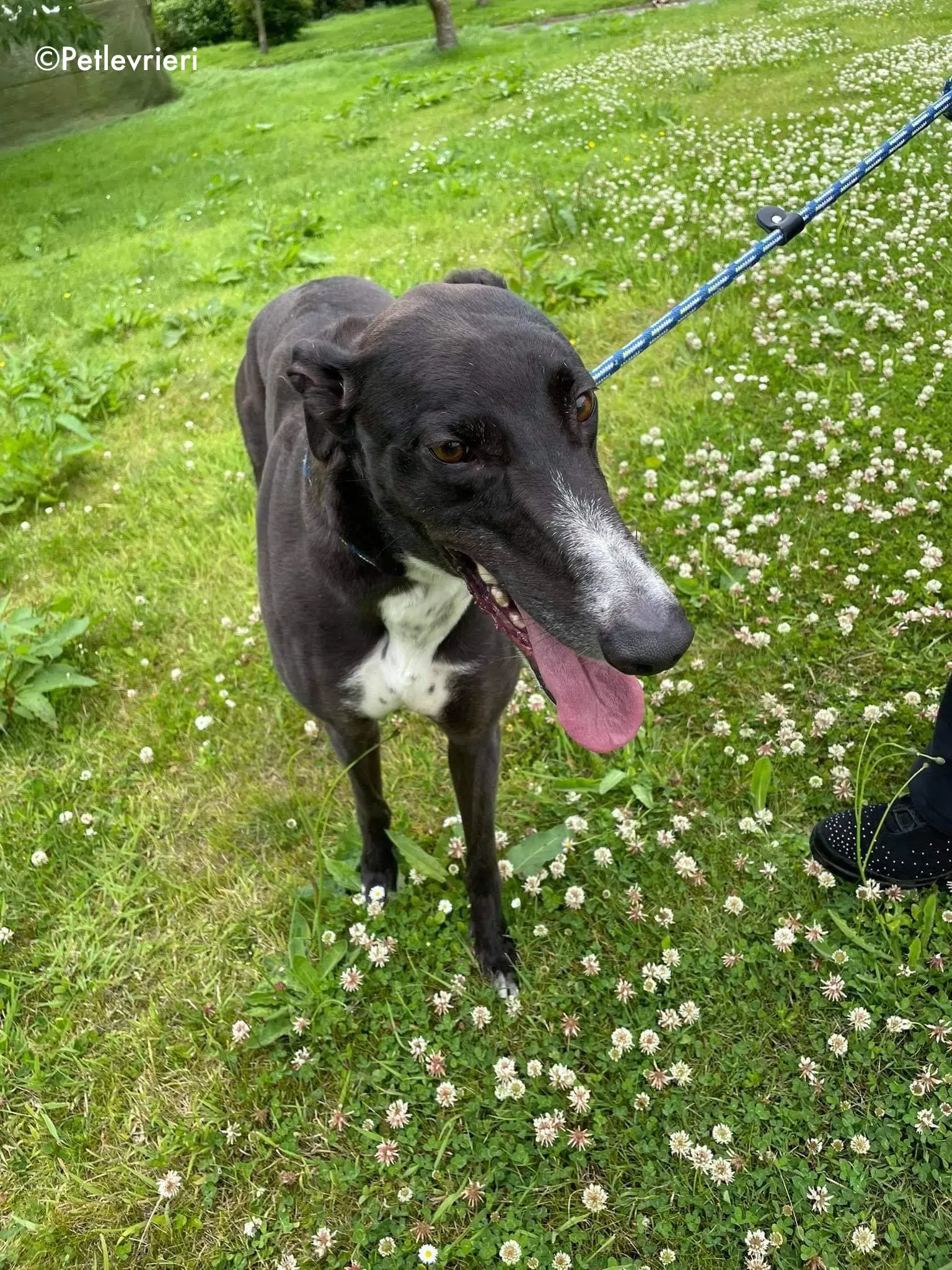 hannah adozione levrieri greyhound 4