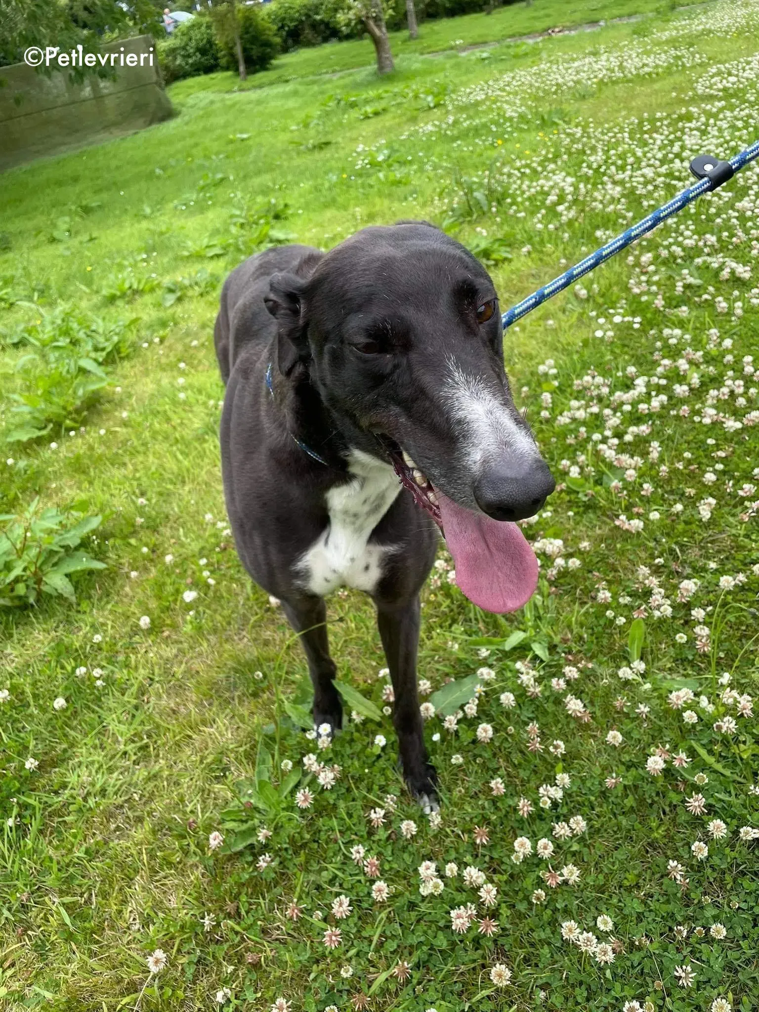 hannah adozione levrieri greyhound 5