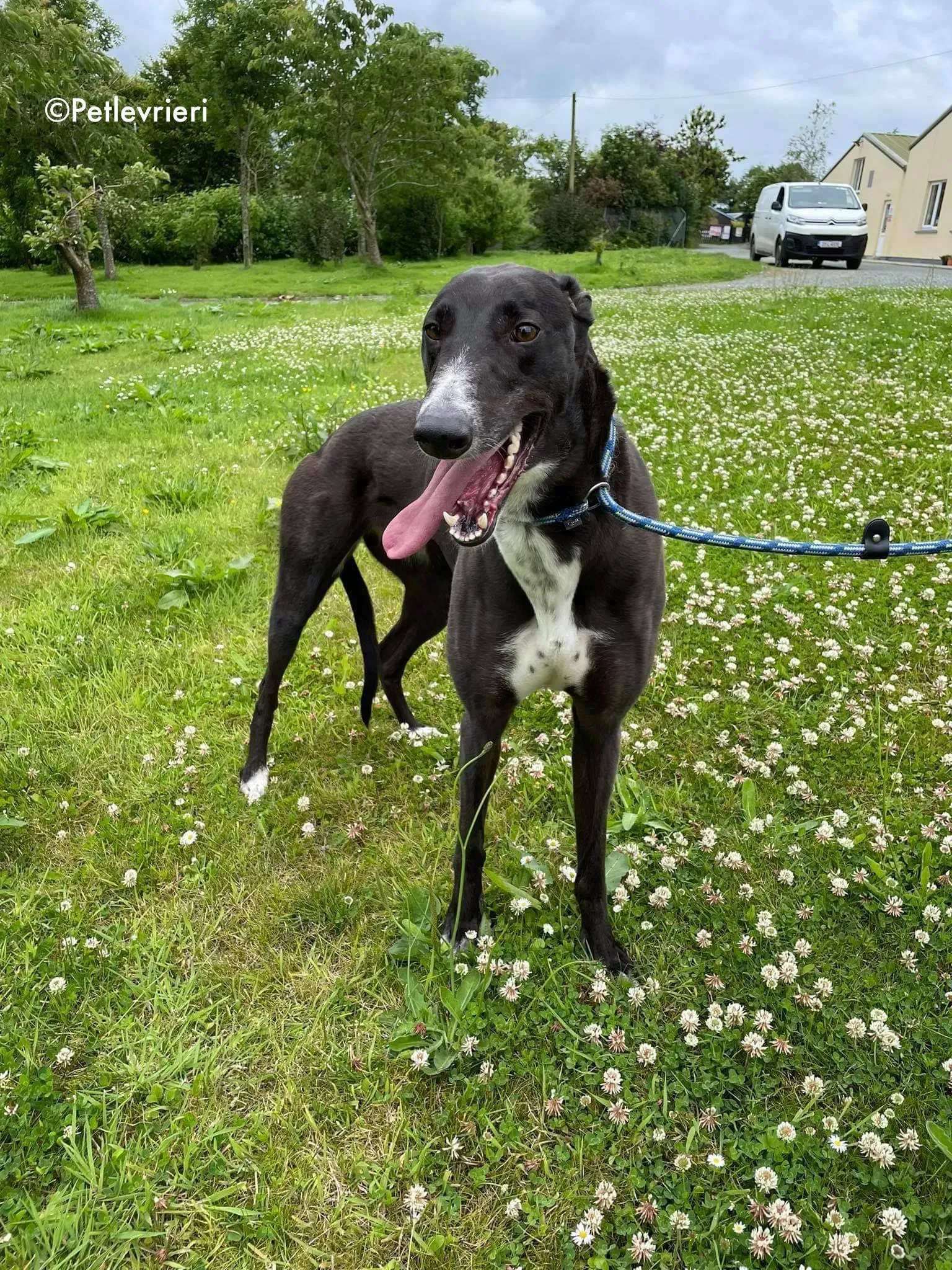 hannah adozione levrieri greyhound 6