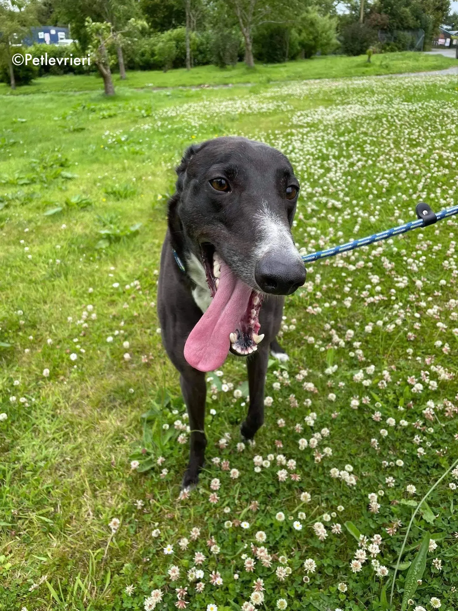 hannah adozione levrieri greyhound 7