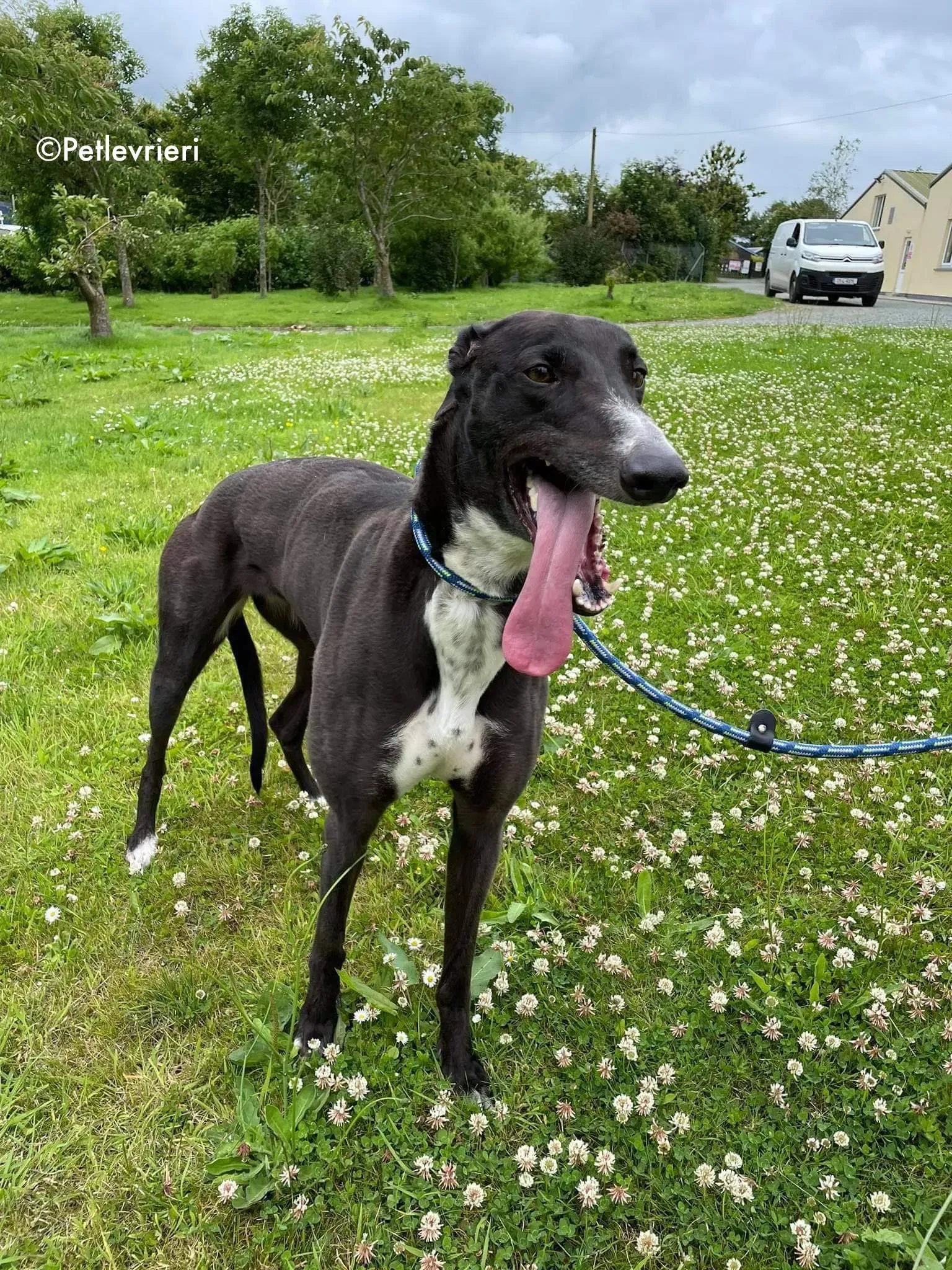 hannah adozione levrieri greyhound 8