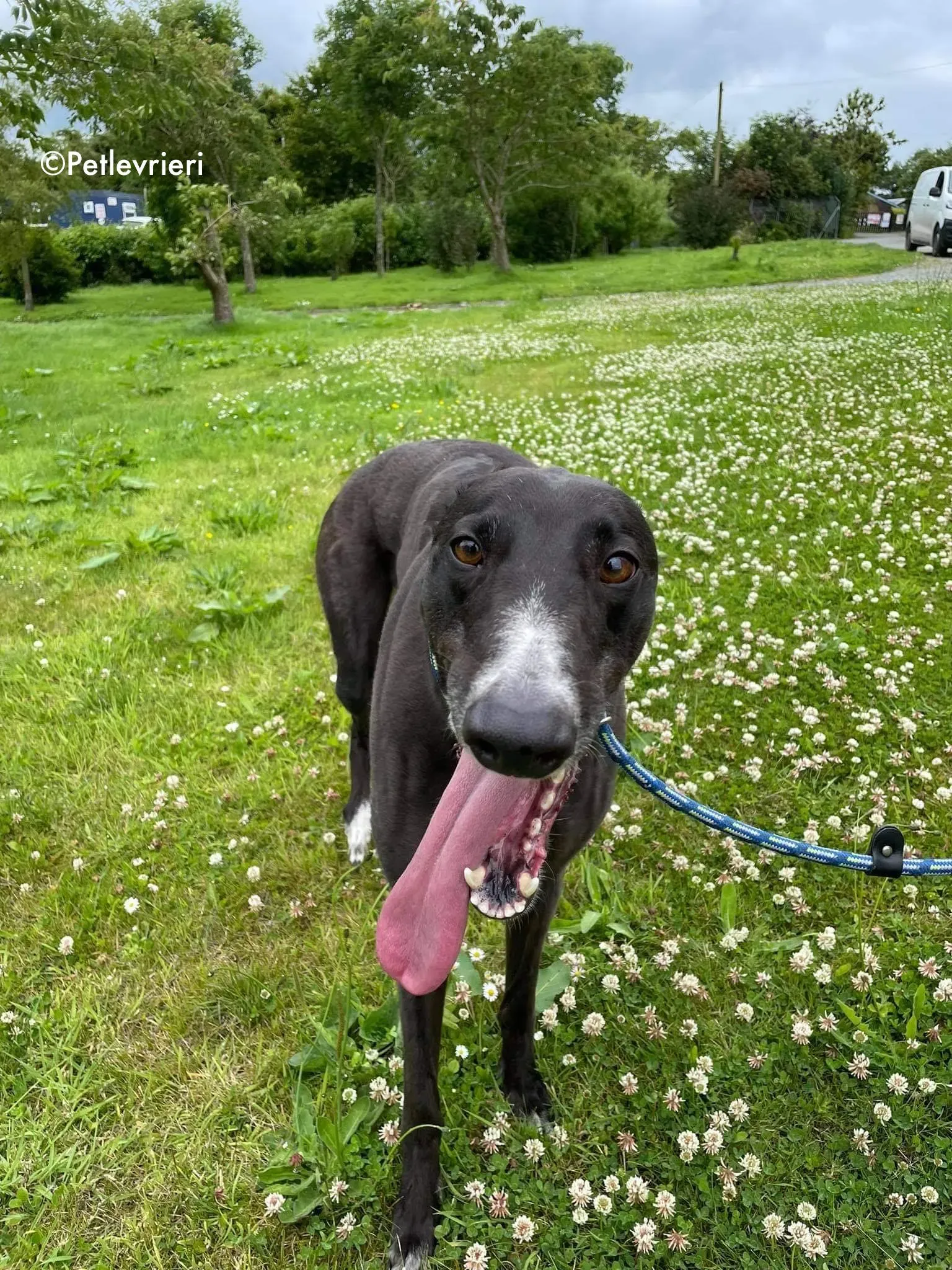 hannah adozione levrieri greyhound 9