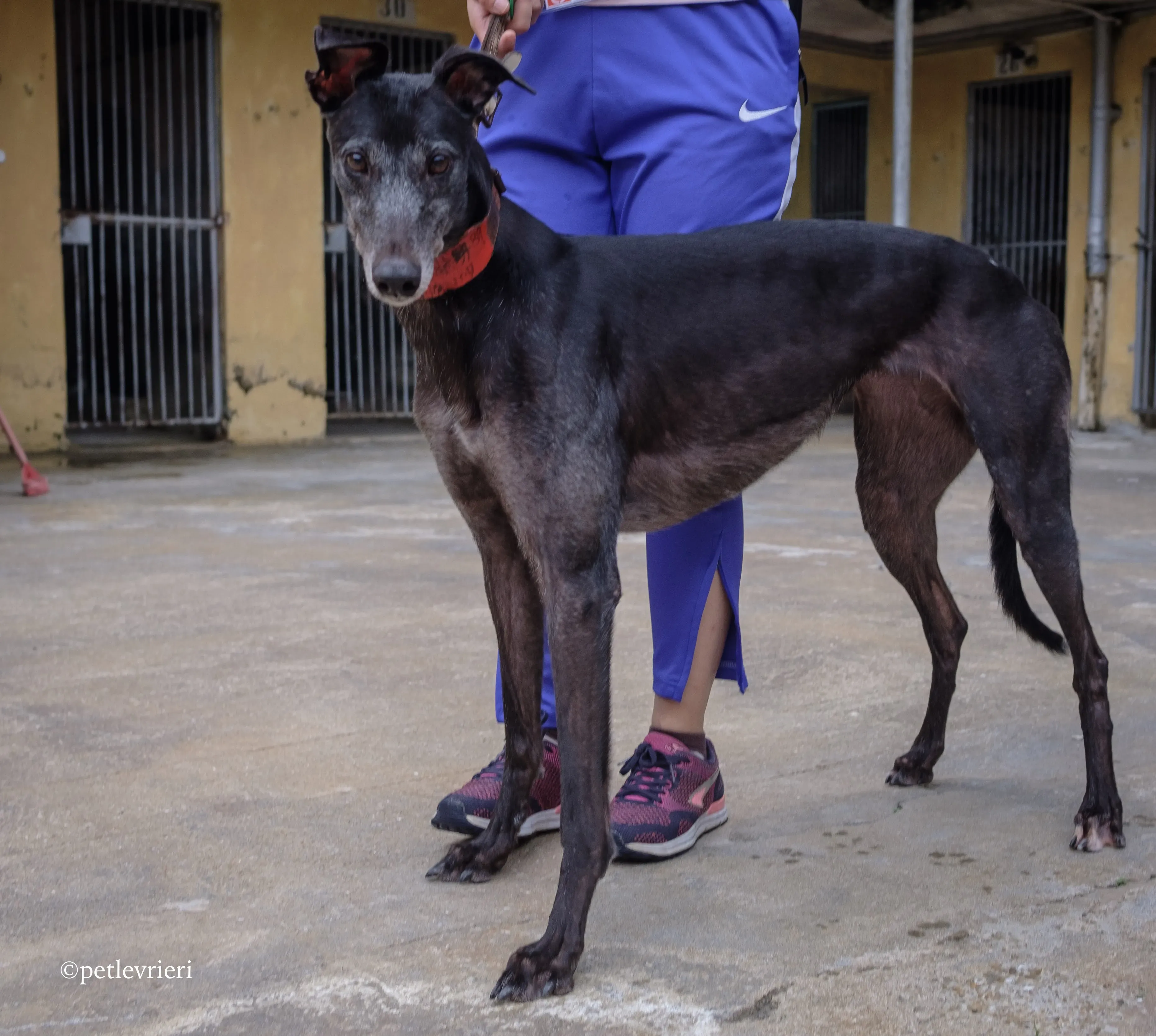 happy world adozione greyhound macao 5