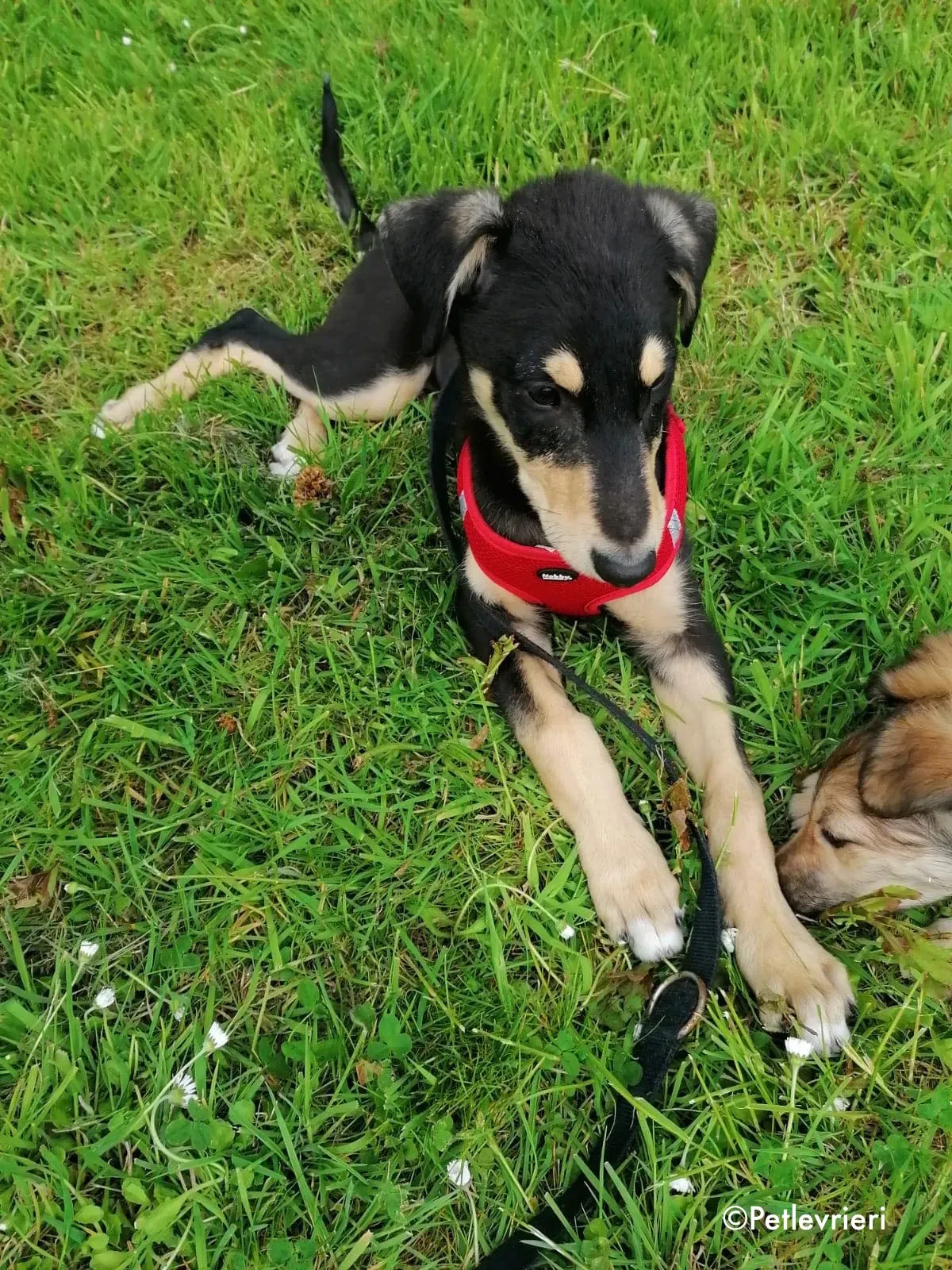 harley adozione levrieri greyhound 3