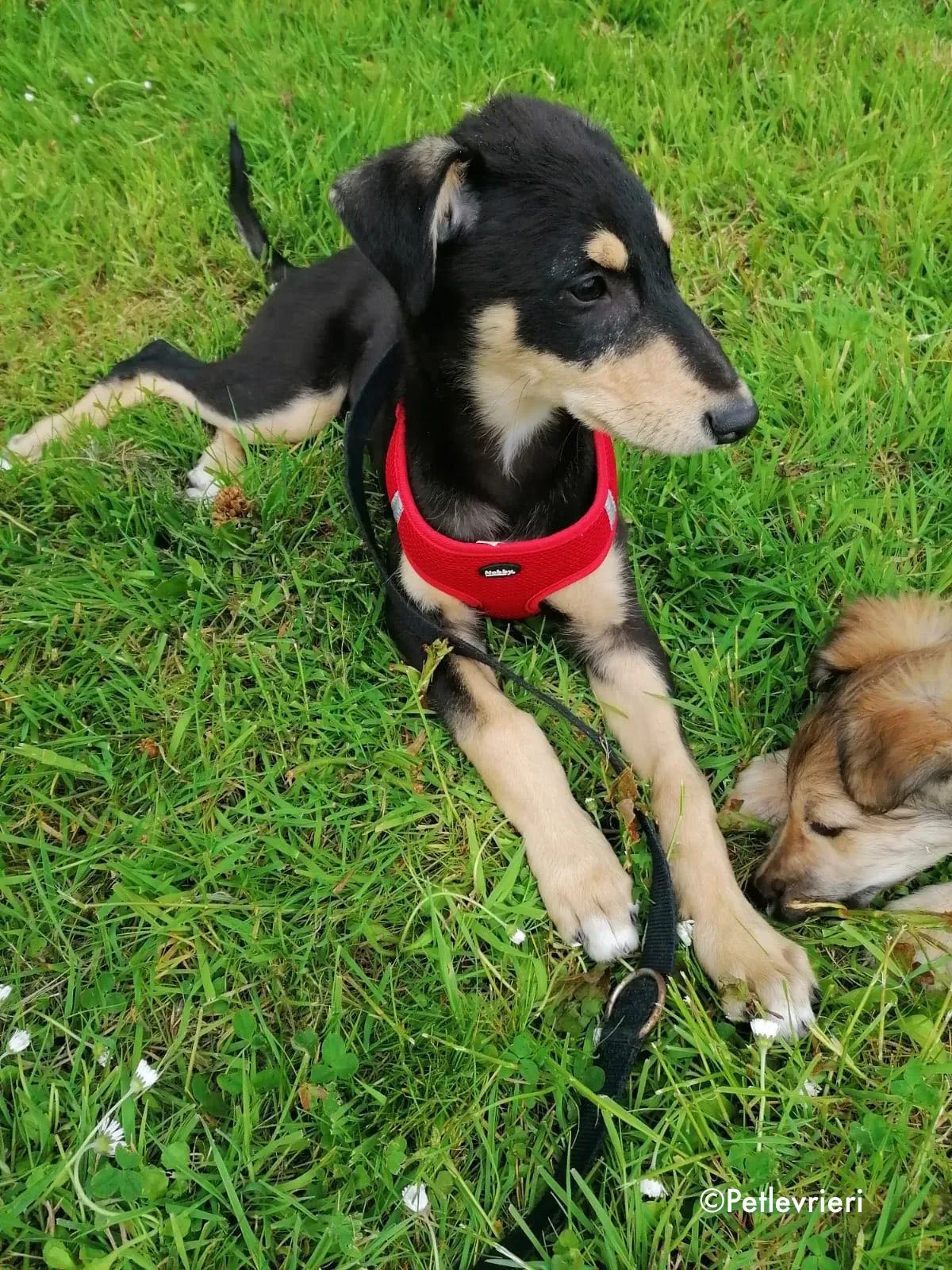 harley adozione levrieri greyhound 4