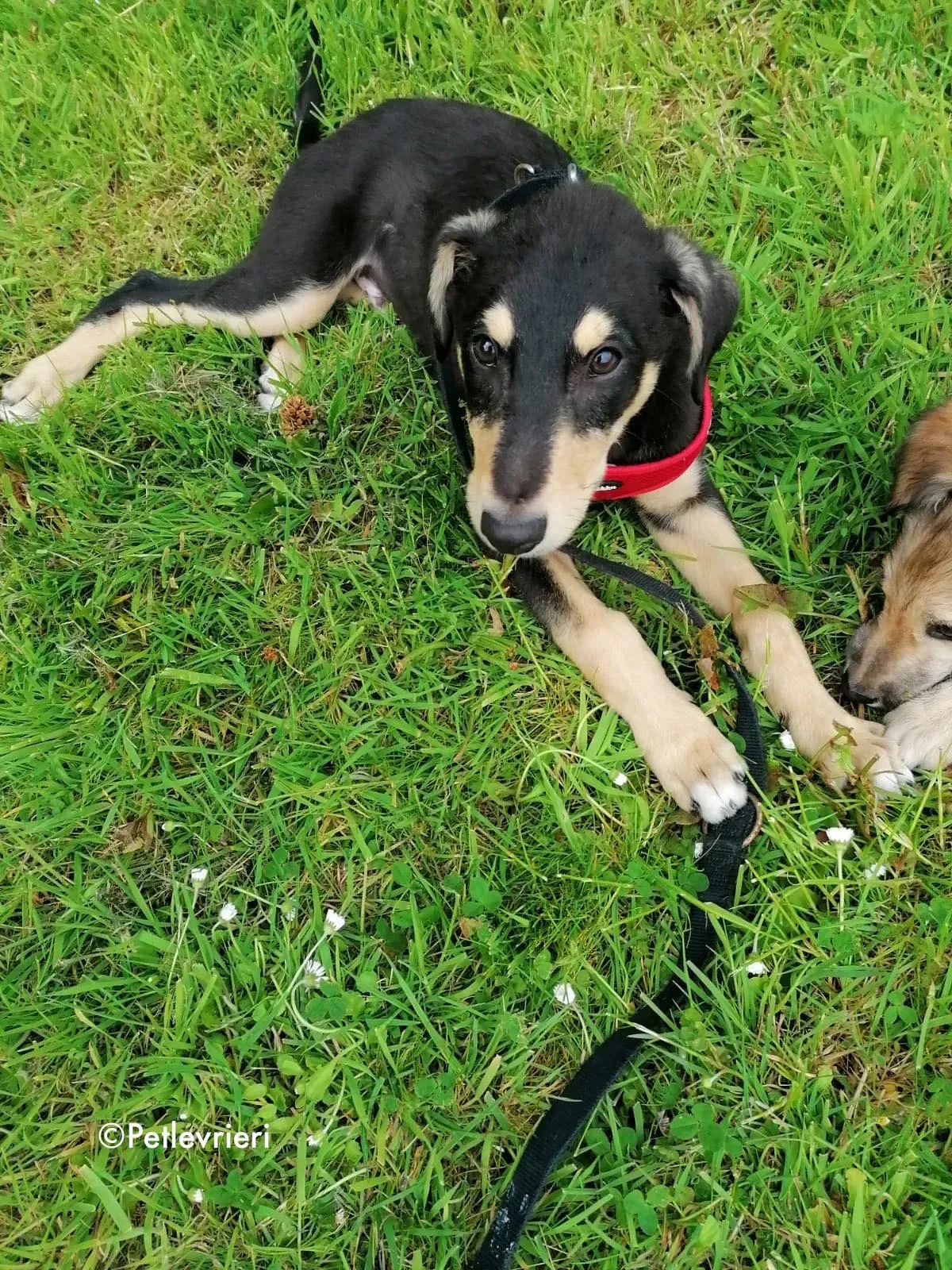 harley adozione levrieri greyhound 5