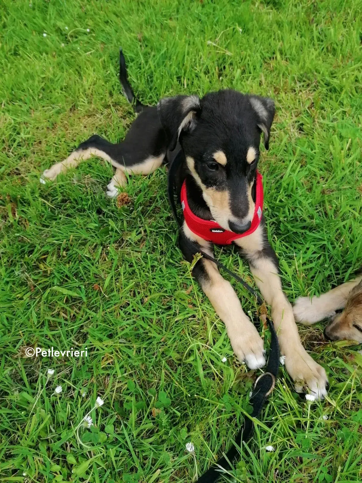 harley adozione levrieri greyhound 6