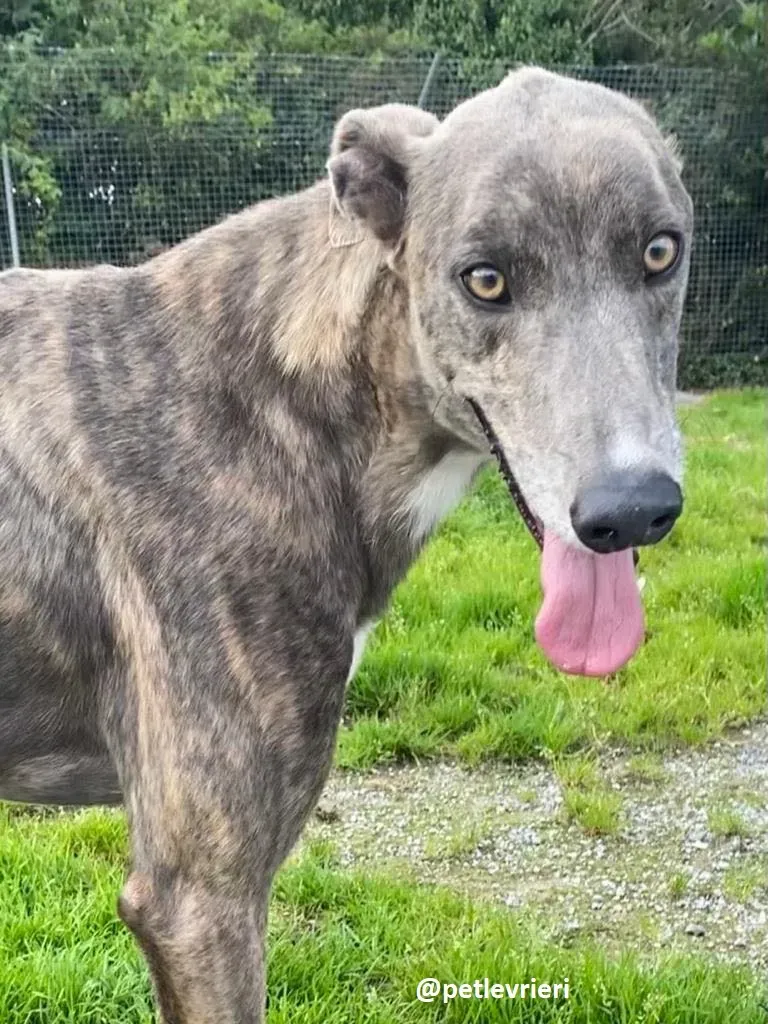 harold adozione greyhound 1