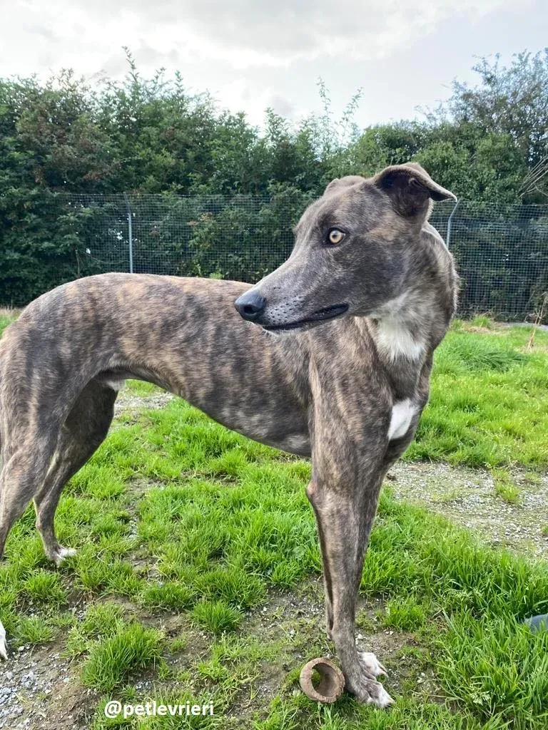 harold adozione greyhound