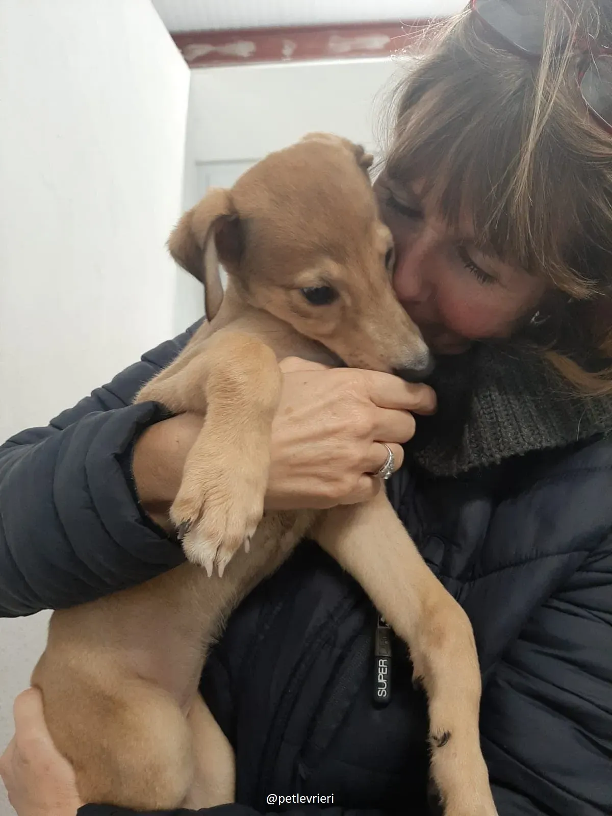 harper adozione lurcher 2