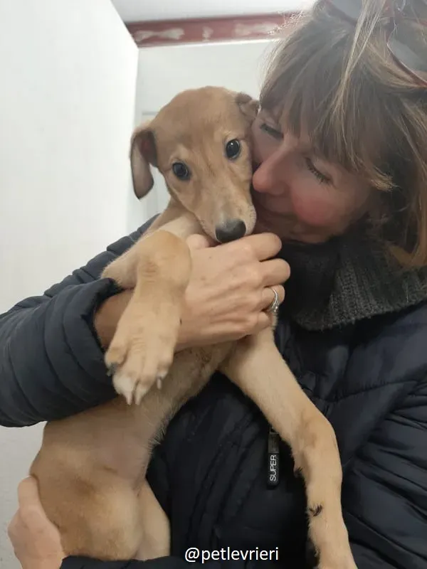 harper adozione lurcher 3