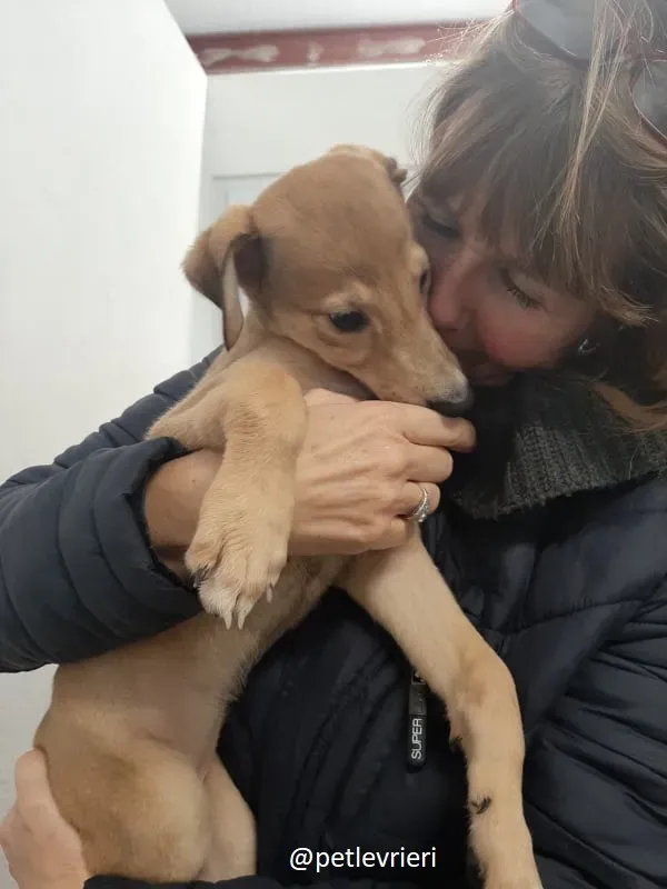 harper adozione lurcher 4