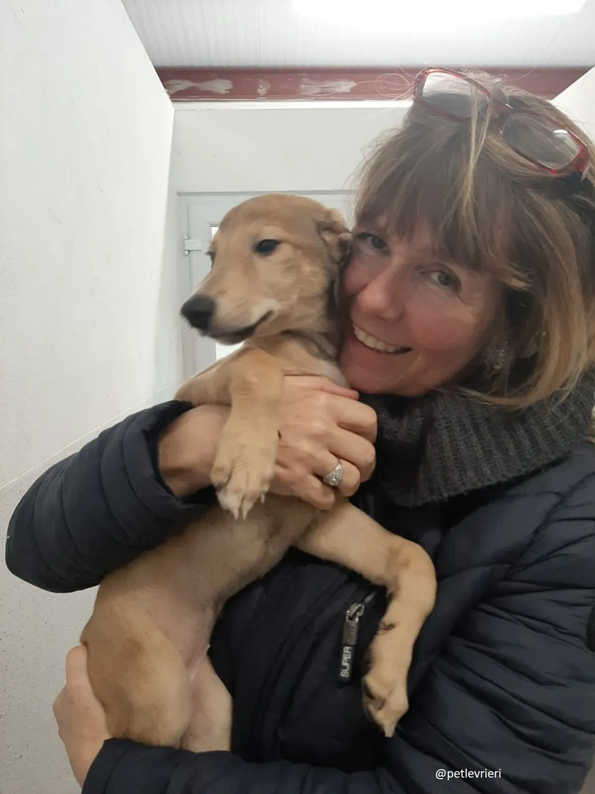 harper adozione lurcher