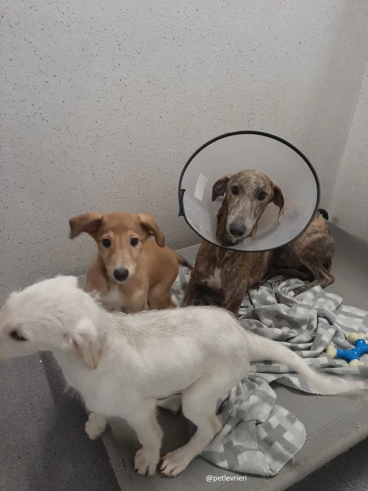 harper cal cuccioli cilla adozione lurcher