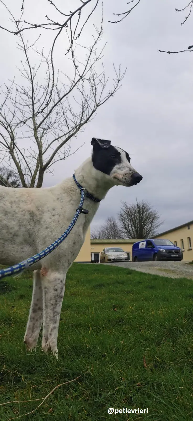 harry adozione greyhound 1
