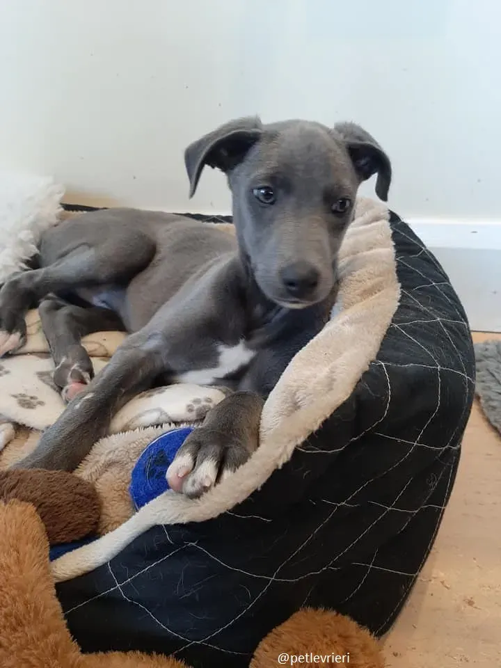 harry adozione greyhound 12