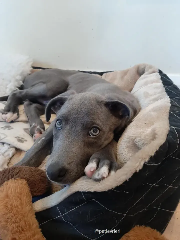 harry adozione greyhound 13