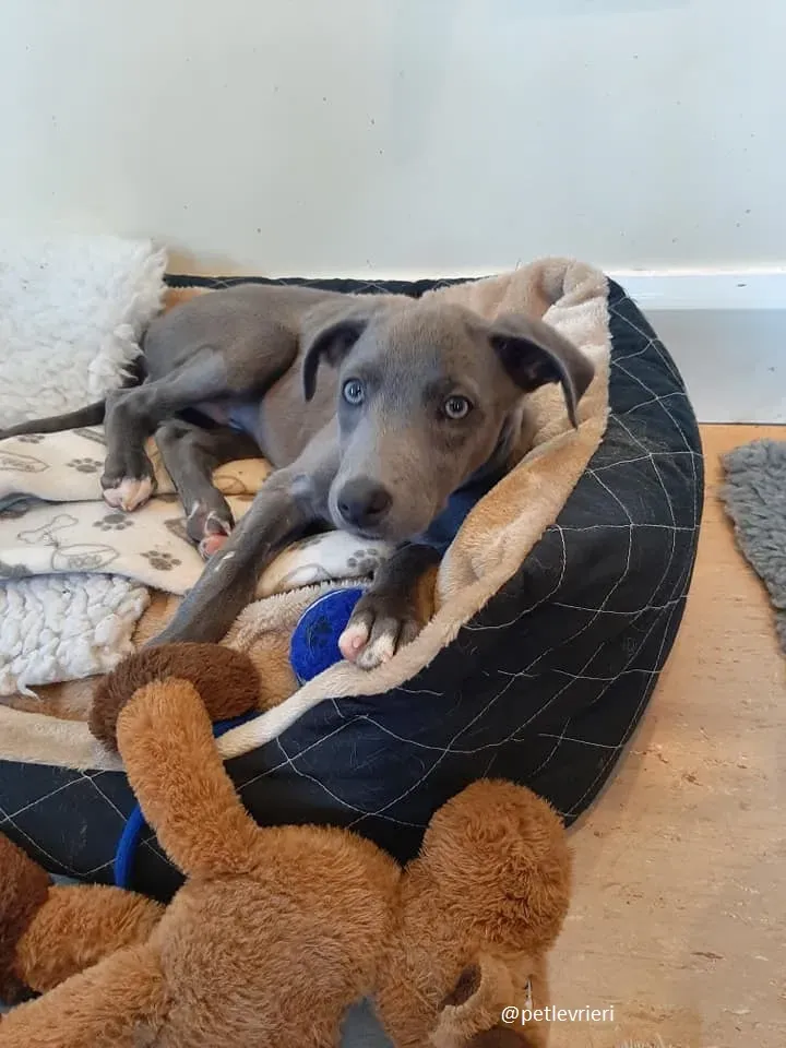 harry adozione greyhound 14