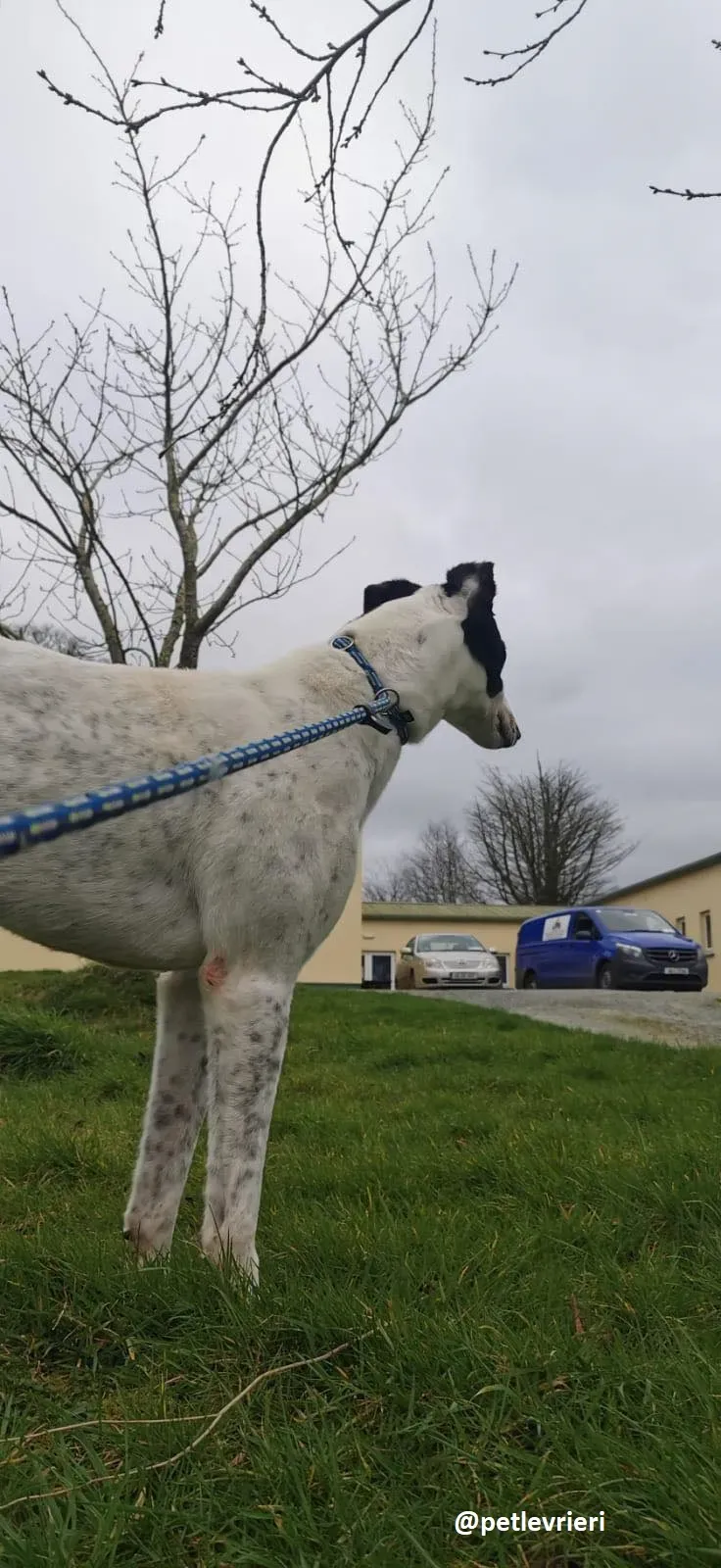 harry adozione greyhound 2