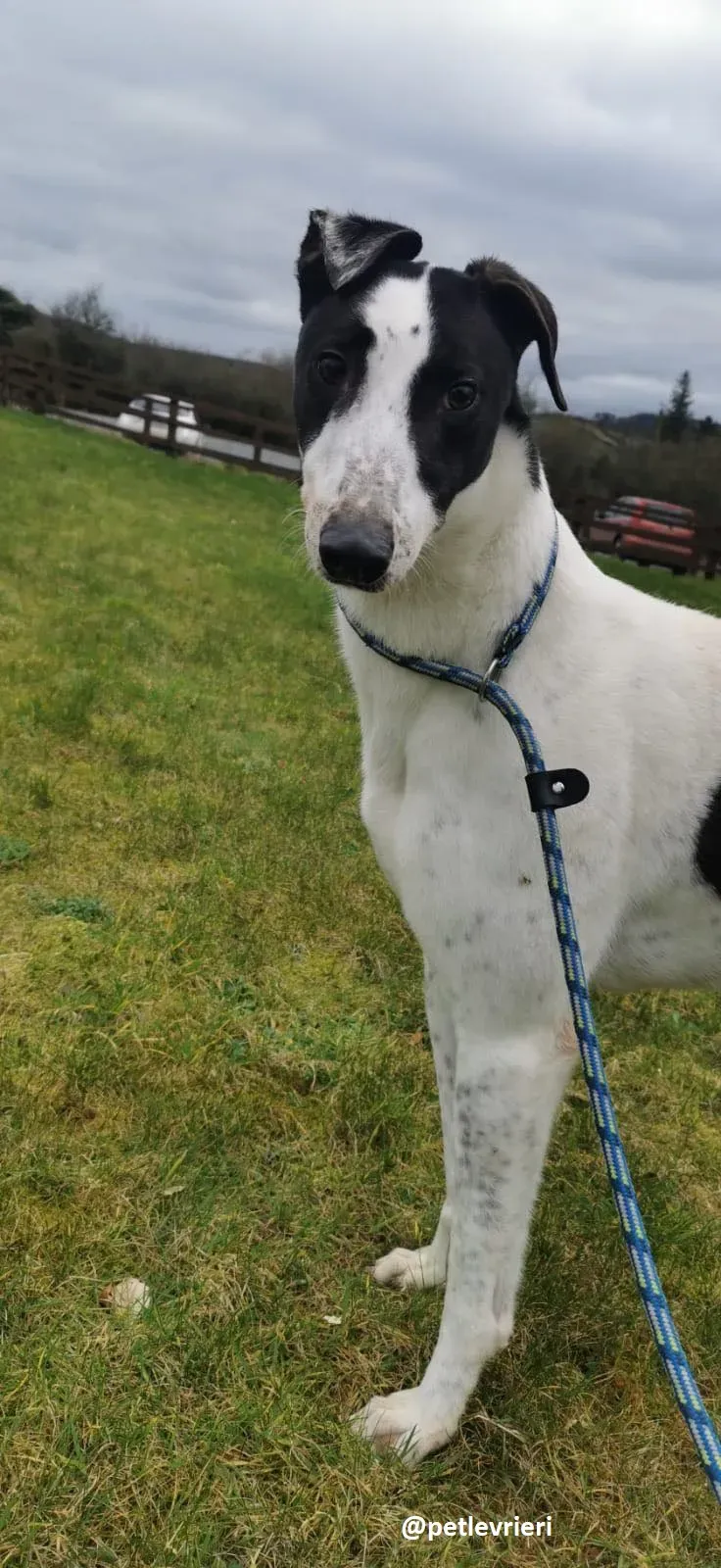 harry adozione greyhound 3