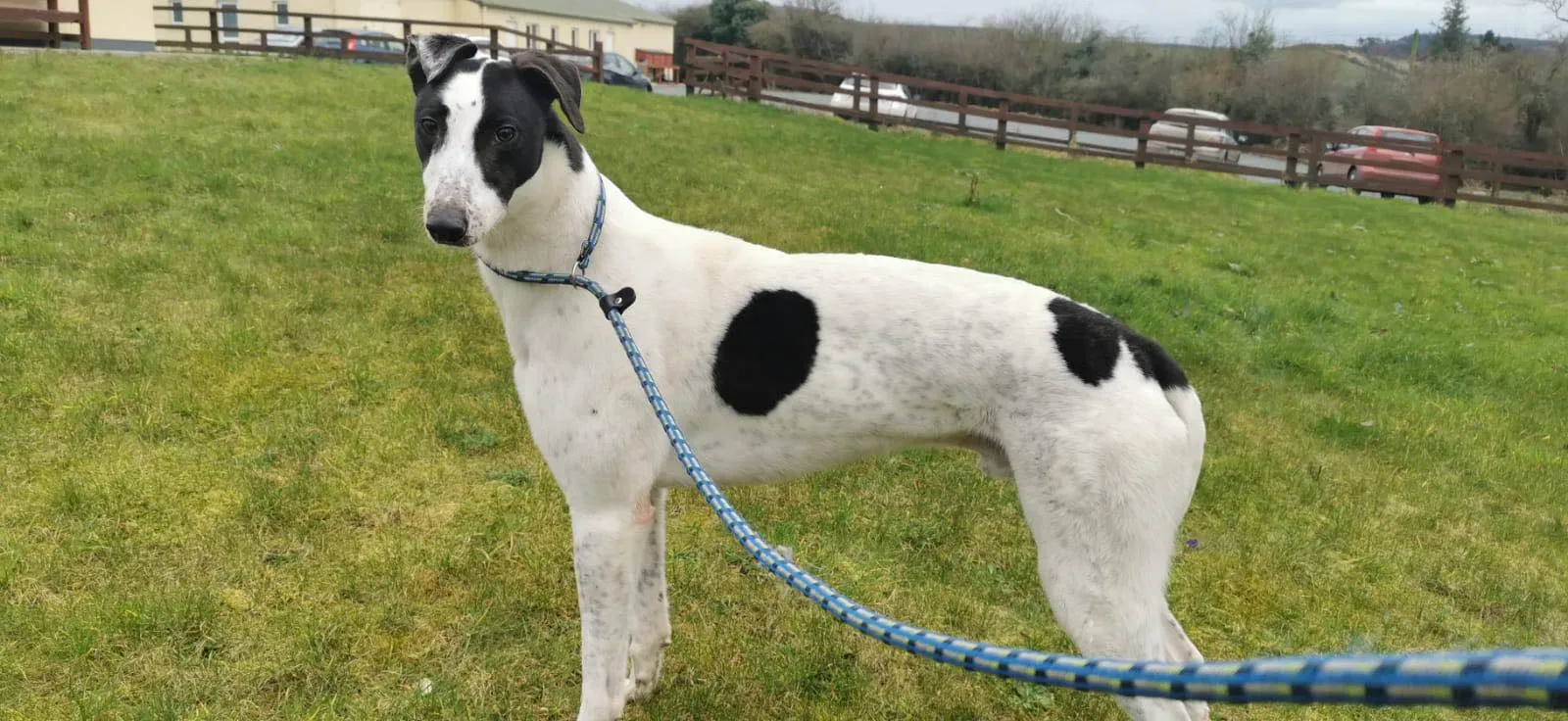 harry adozione greyhound 4