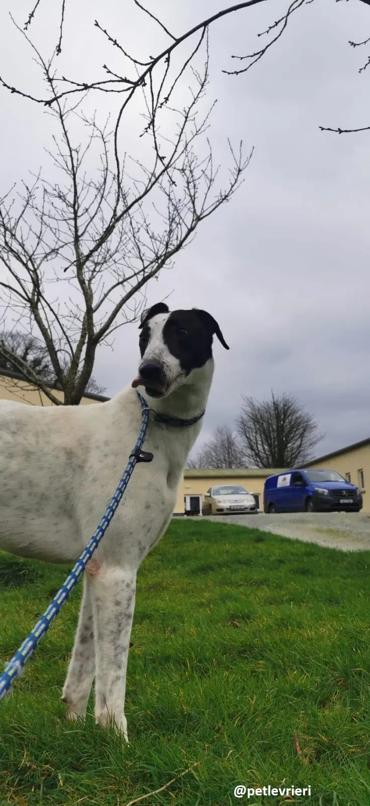 harry adozione greyhound 5