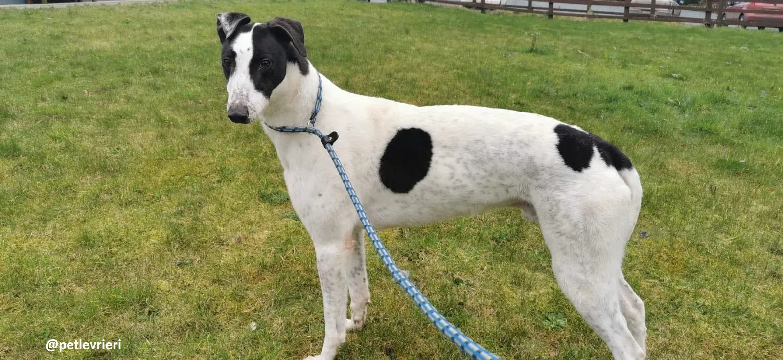 harry adozione greyhound 6