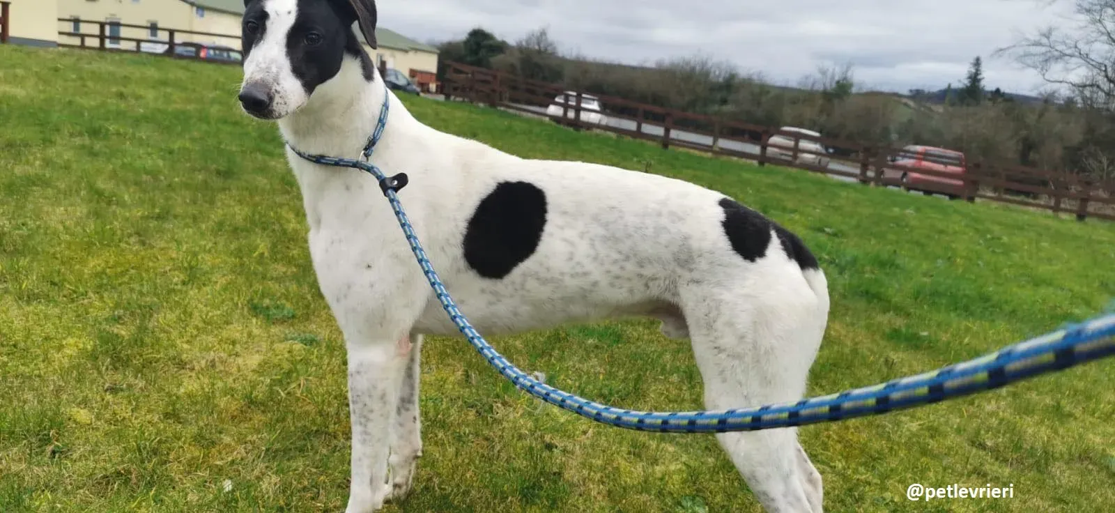 harry adozione greyhound